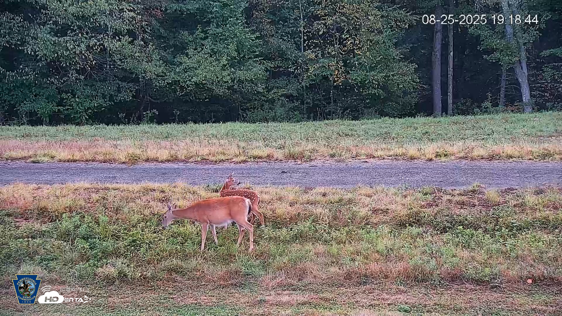 Snapshot of Pennsylvania Elk Live Webcam taken Aug 25, 2025, 7:19pm EDT
