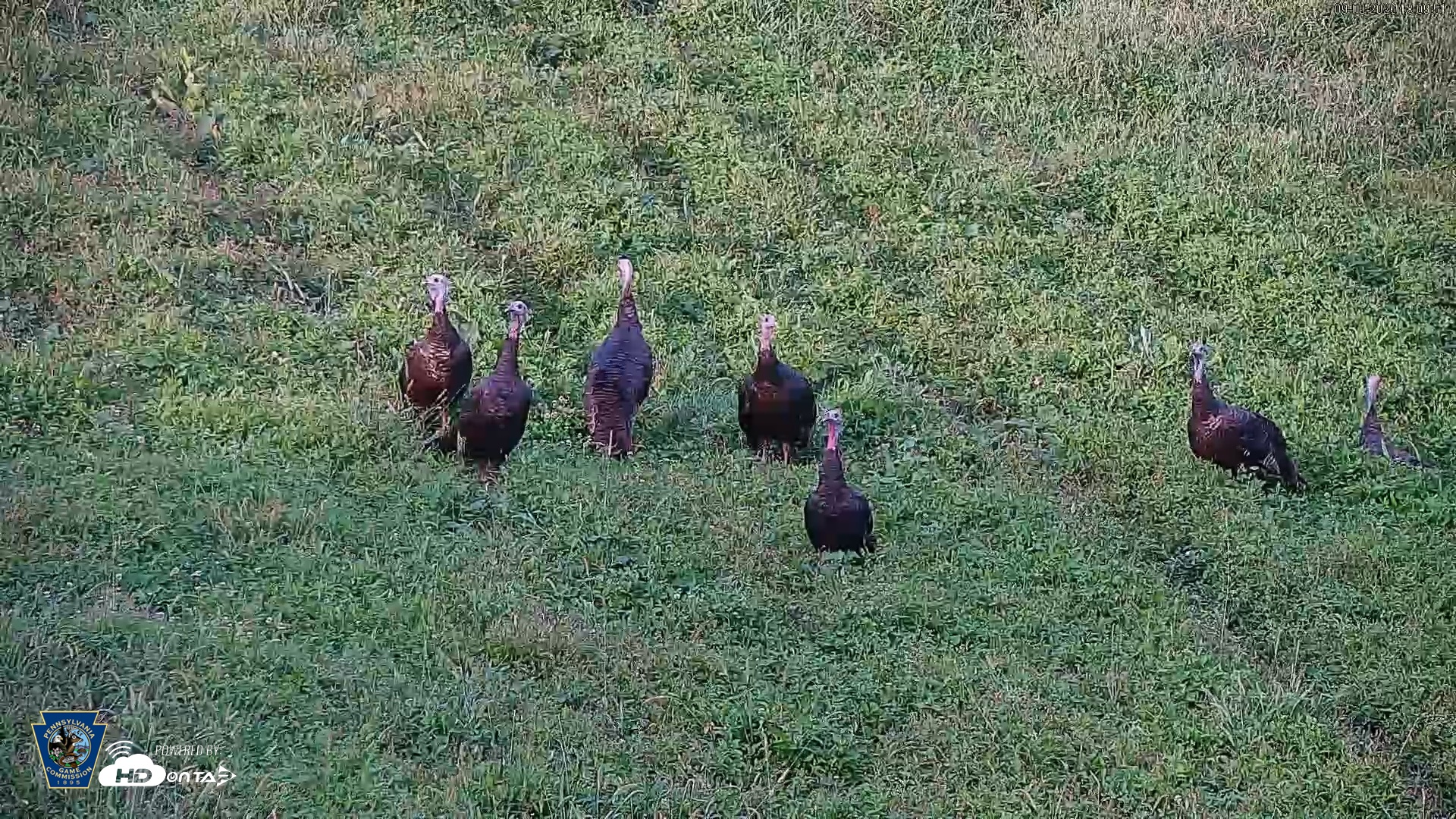 Snapshot of Pennsylvania Elk Live Webcam taken Sep 9, 2026, 6:10pm EDT
