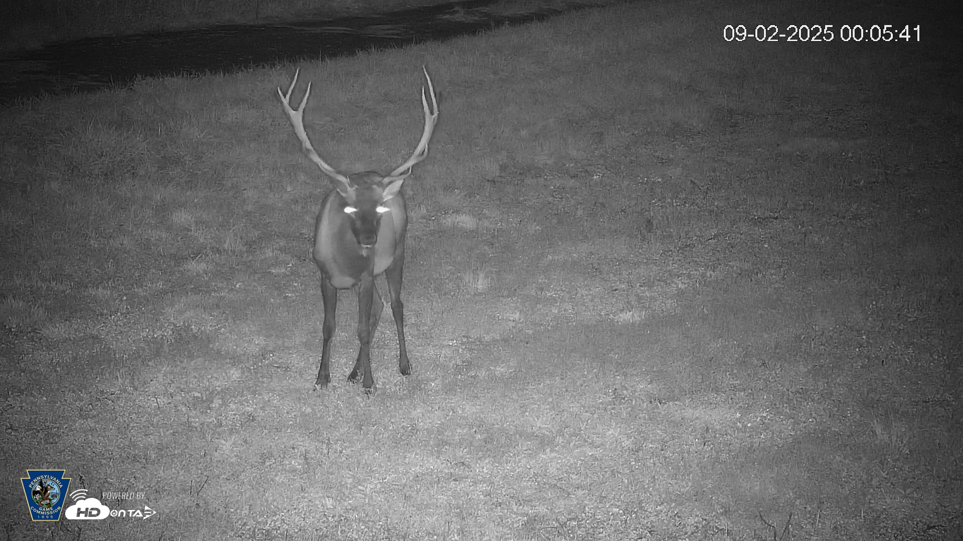 Snapshot of Pennsylvania Elk Live Webcam taken Sep 2, 2025, 12:06am EDT