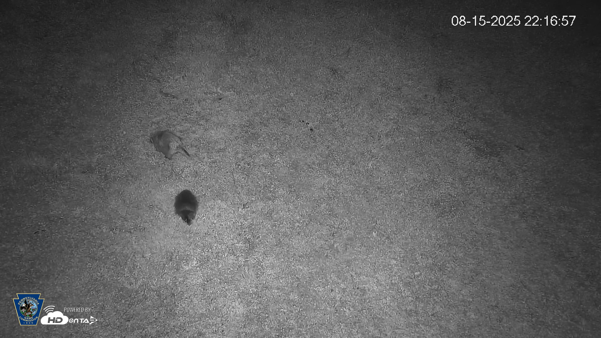 Snapshot of Pennsylvania Elk Live Webcam taken Aug 15, 2025, 10:17pm EDT