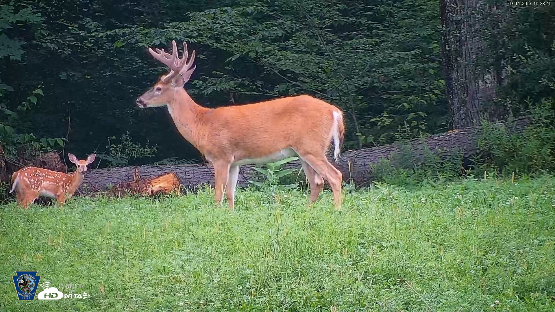 Snapshot of Pennsylvania Elk Live Webcam taken Aug 11, 2026, 7:39pm EDT