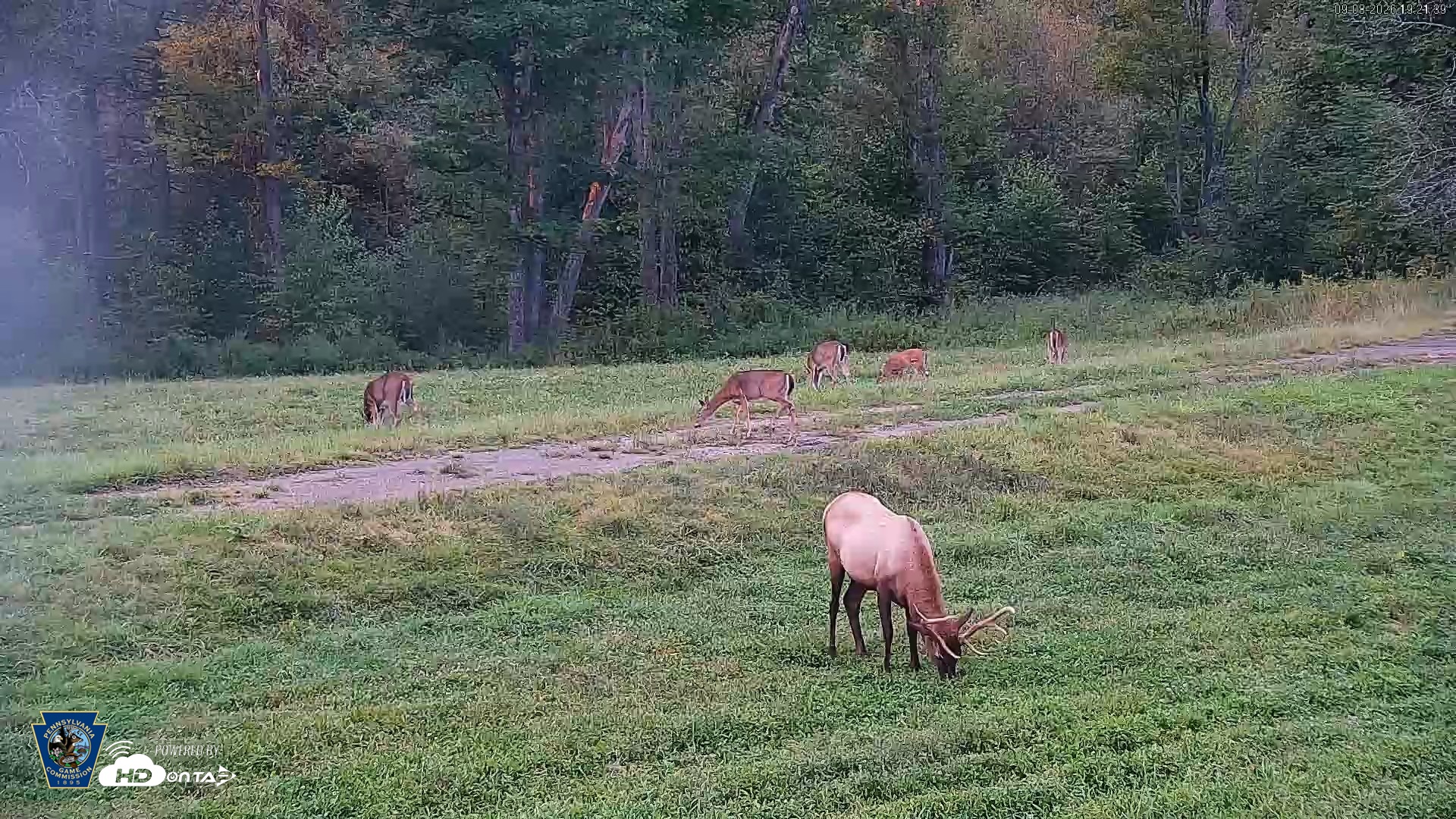Snapshot of Pennsylvania Elk Live Webcam taken Sep 8, 2026, 7:22pm EDT