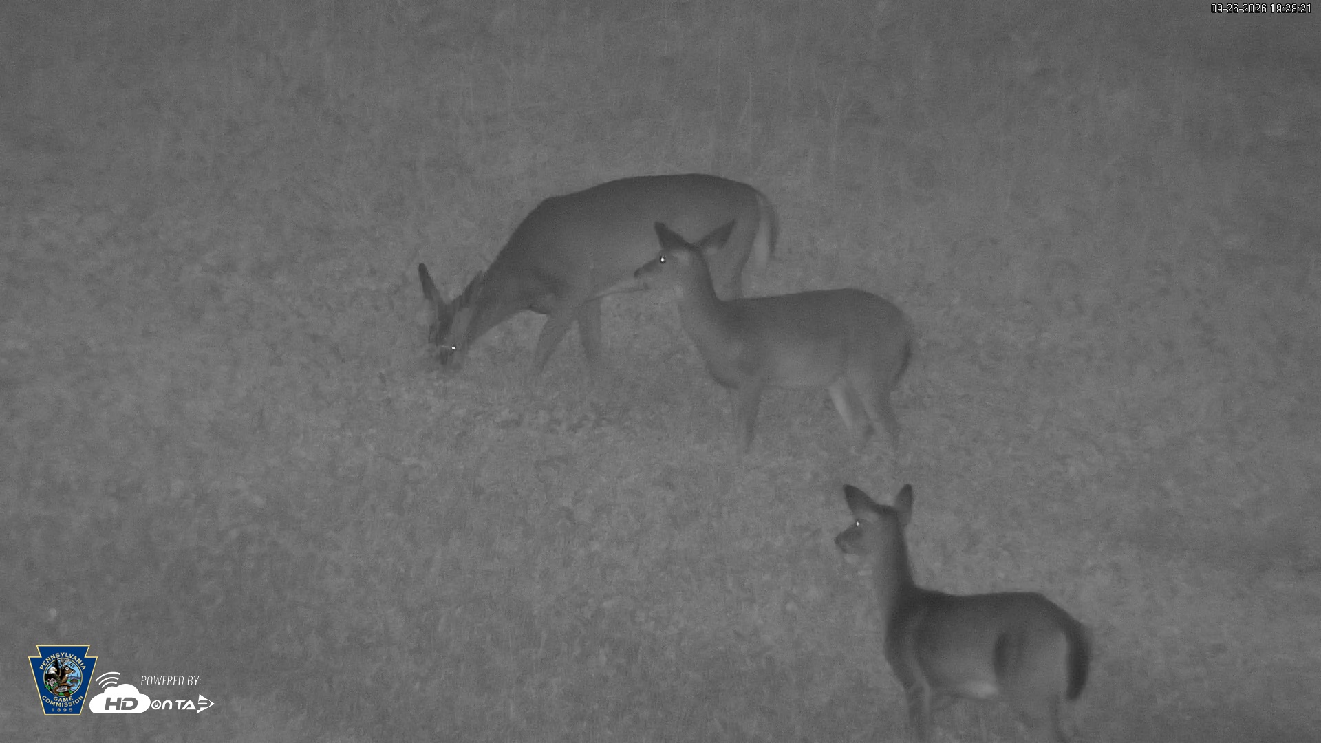 Snapshot of Pennsylvania Elk Live Webcam taken Sep 26, 2026, 7:28pm EDT