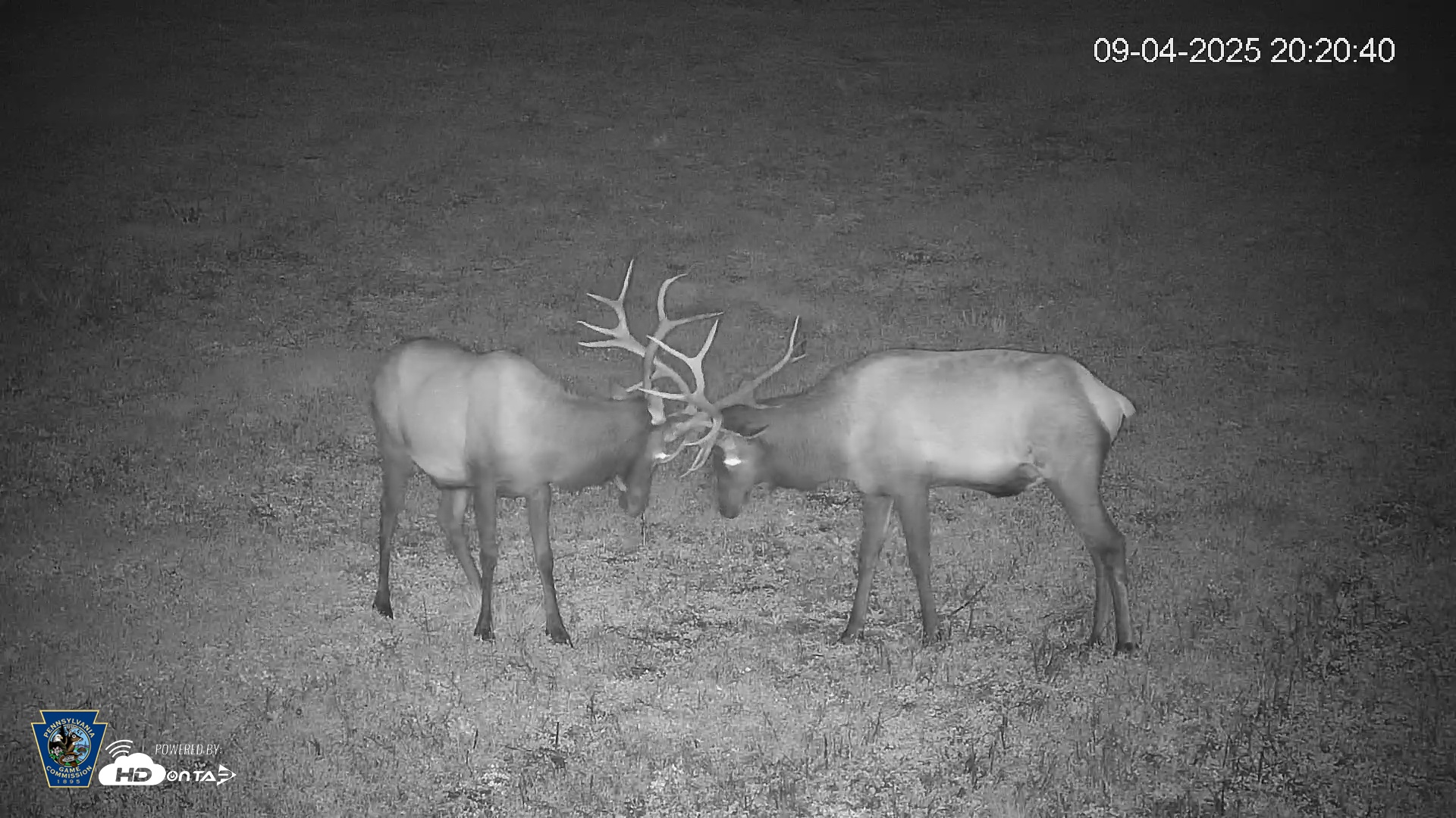 Snapshot of Pennsylvania Elk Live Webcam taken Sep 4, 2025, 8:21pm EDT
