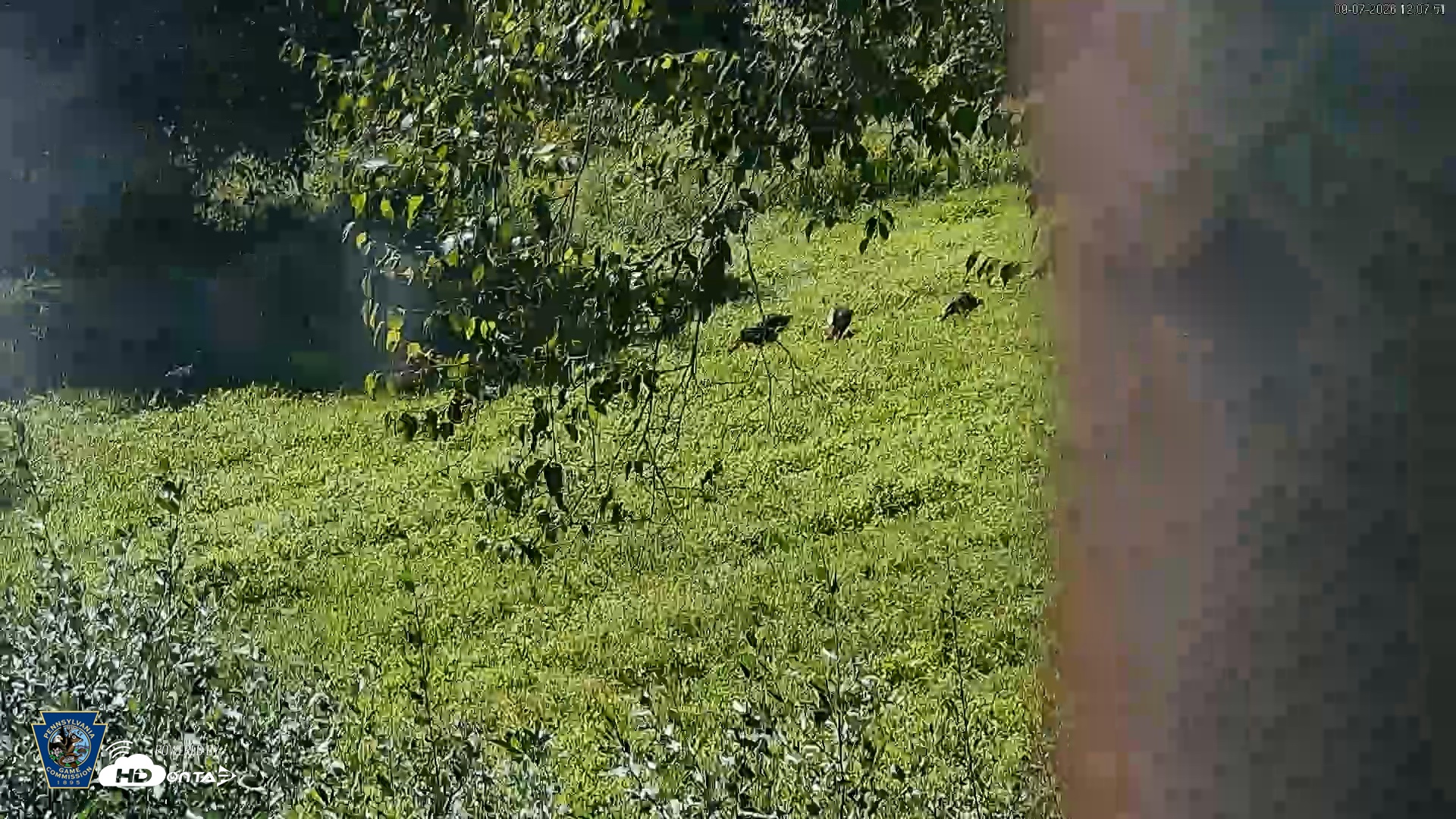 Snapshot of Pennsylvania Elk Live Webcam taken Sep 7, 2026, 12:08pm EDT