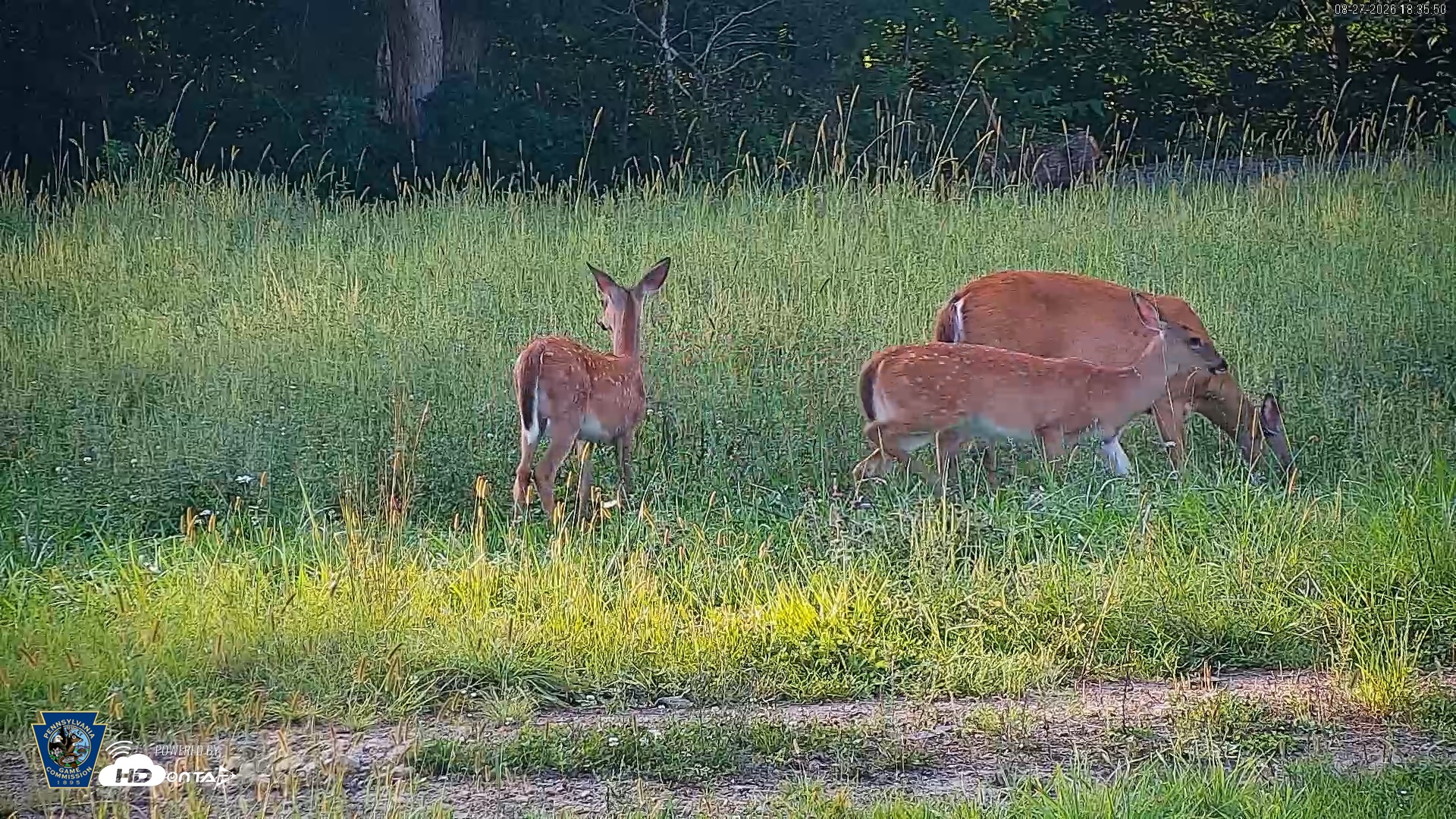 Snapshot of Pennsylvania Elk Live Webcam taken Aug 27, 2026, 6:36pm EDT