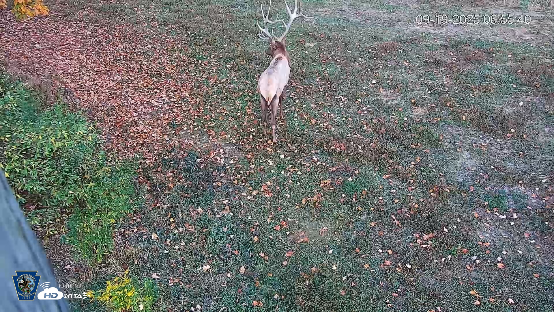 Snapshot of Pennsylvania Elk Live Webcam taken Sep 19, 2025, 6:56am EDT
