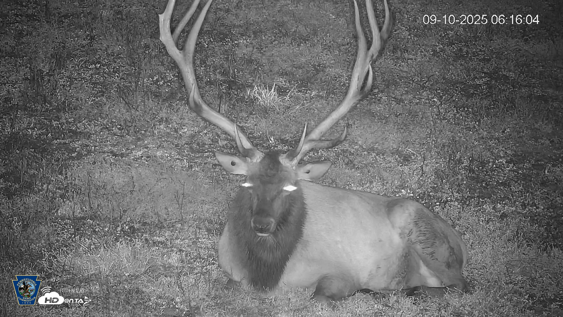 Snapshot of Pennsylvania Elk Live Webcam taken Sep 10, 2025, 6:16am EDT