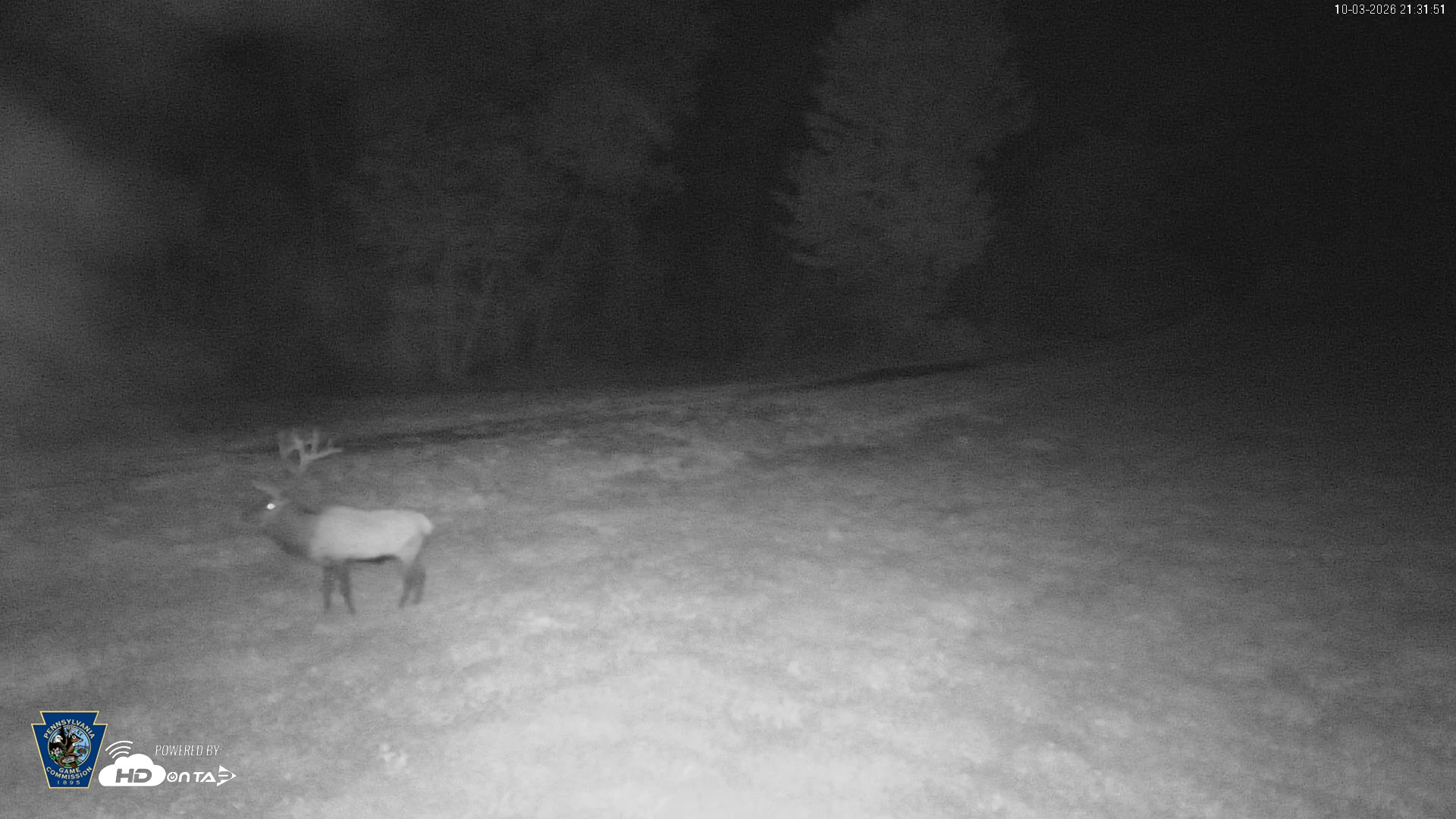 Snapshot of Pennsylvania Elk Live Webcam taken Oct 3, 2026, 9:32pm EDT