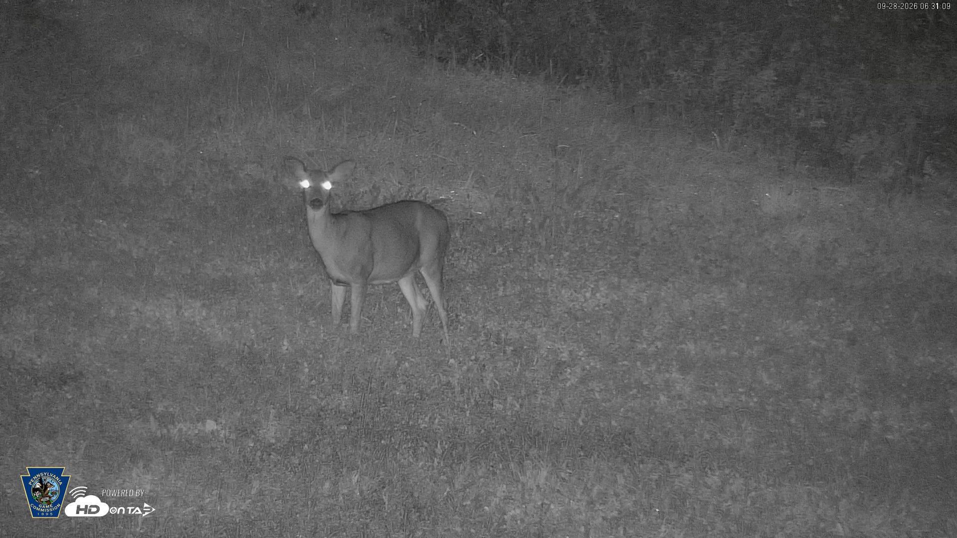 Snapshot of Pennsylvania Elk Live Webcam taken Sep 28, 2026, 6:31am EDT