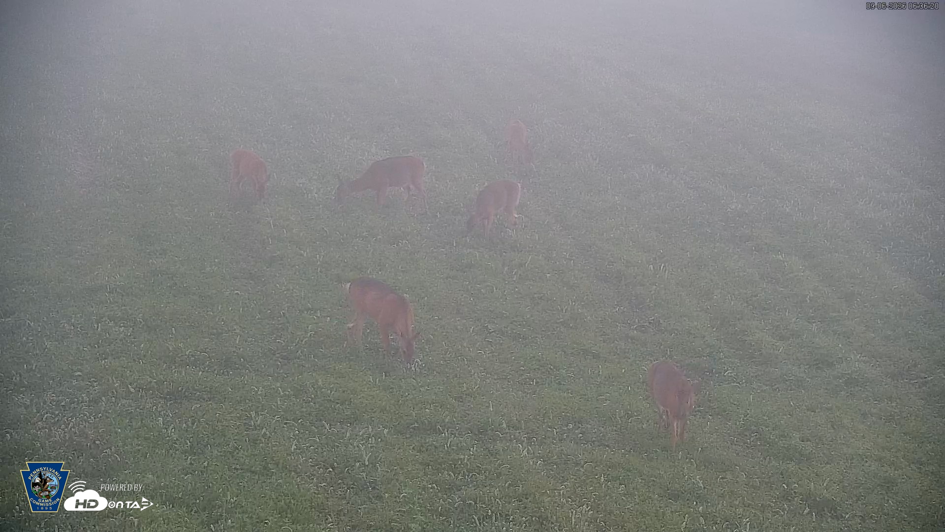 Snapshot of Pennsylvania Elk Live Webcam taken Sep 6, 2026, 6:37am EDT