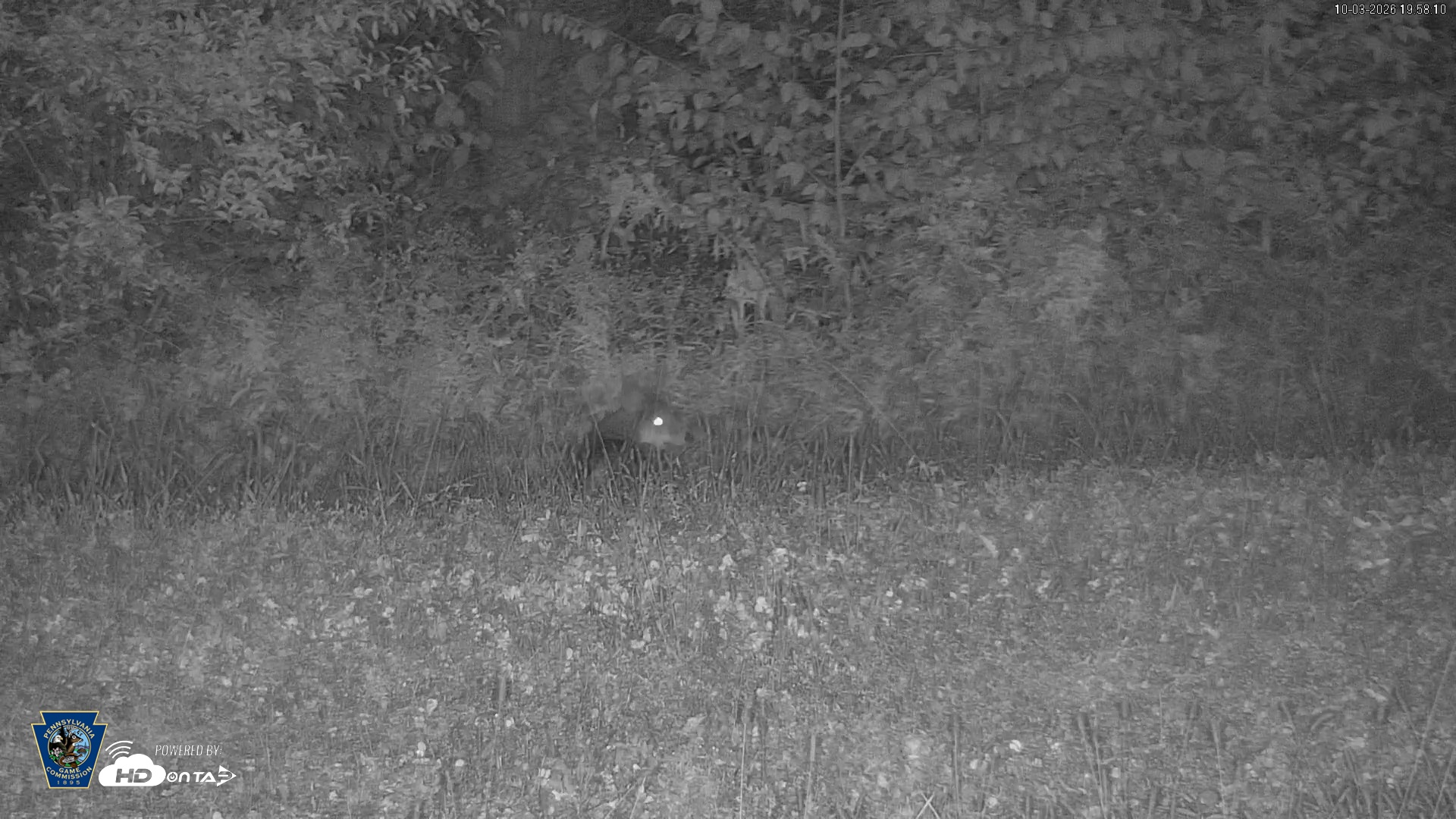 Snapshot of Pennsylvania Elk Live Webcam taken Oct 3, 2026, 7:59pm EDT