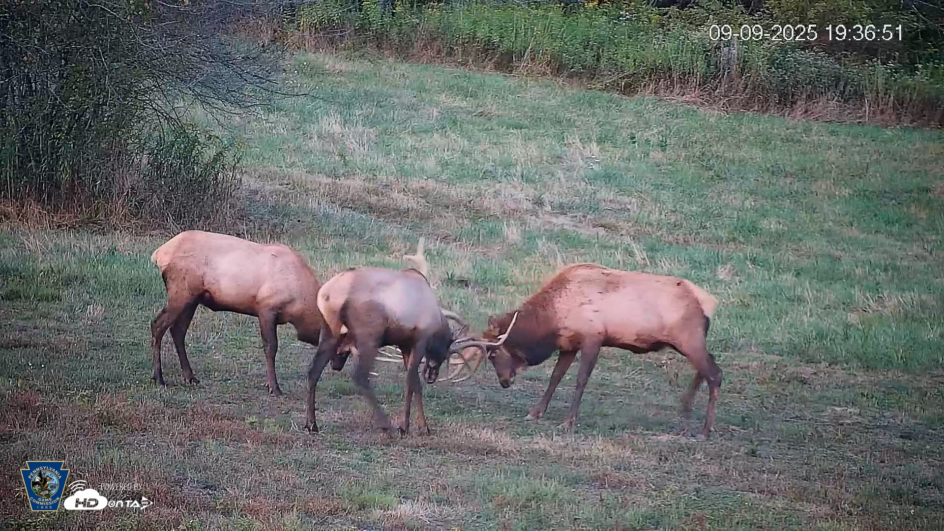 Snapshot of Pennsylvania Elk Live Webcam taken Sep 9, 2025, 7:37pm EDT