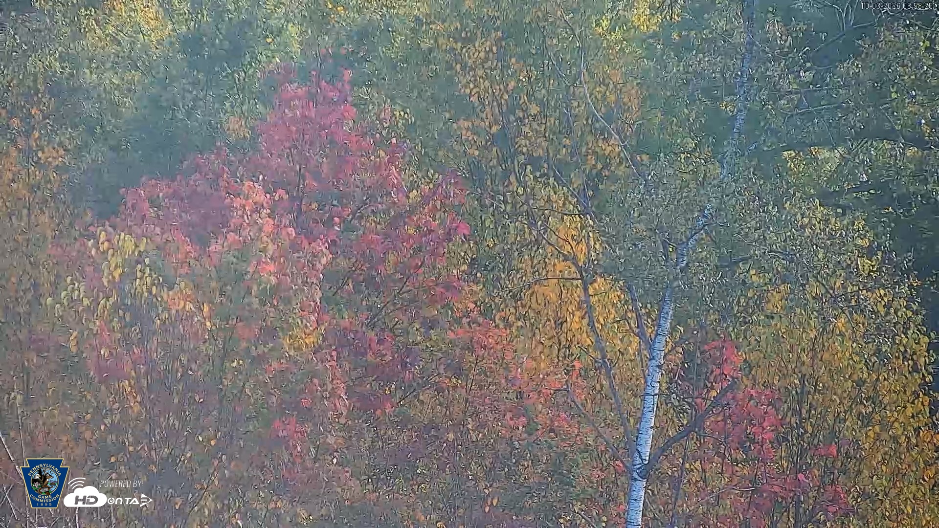 Snapshot of Pennsylvania Elk Live Webcam taken Oct 3, 2026, 8:59am EDT
