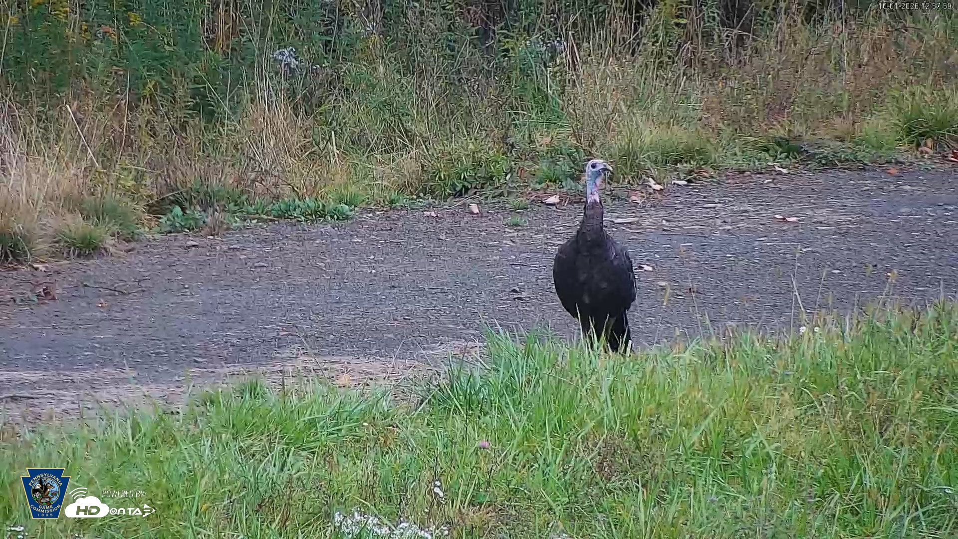 Snapshot of Pennsylvania Elk Live Webcam taken Oct 1, 2026, 12:58pm EDT