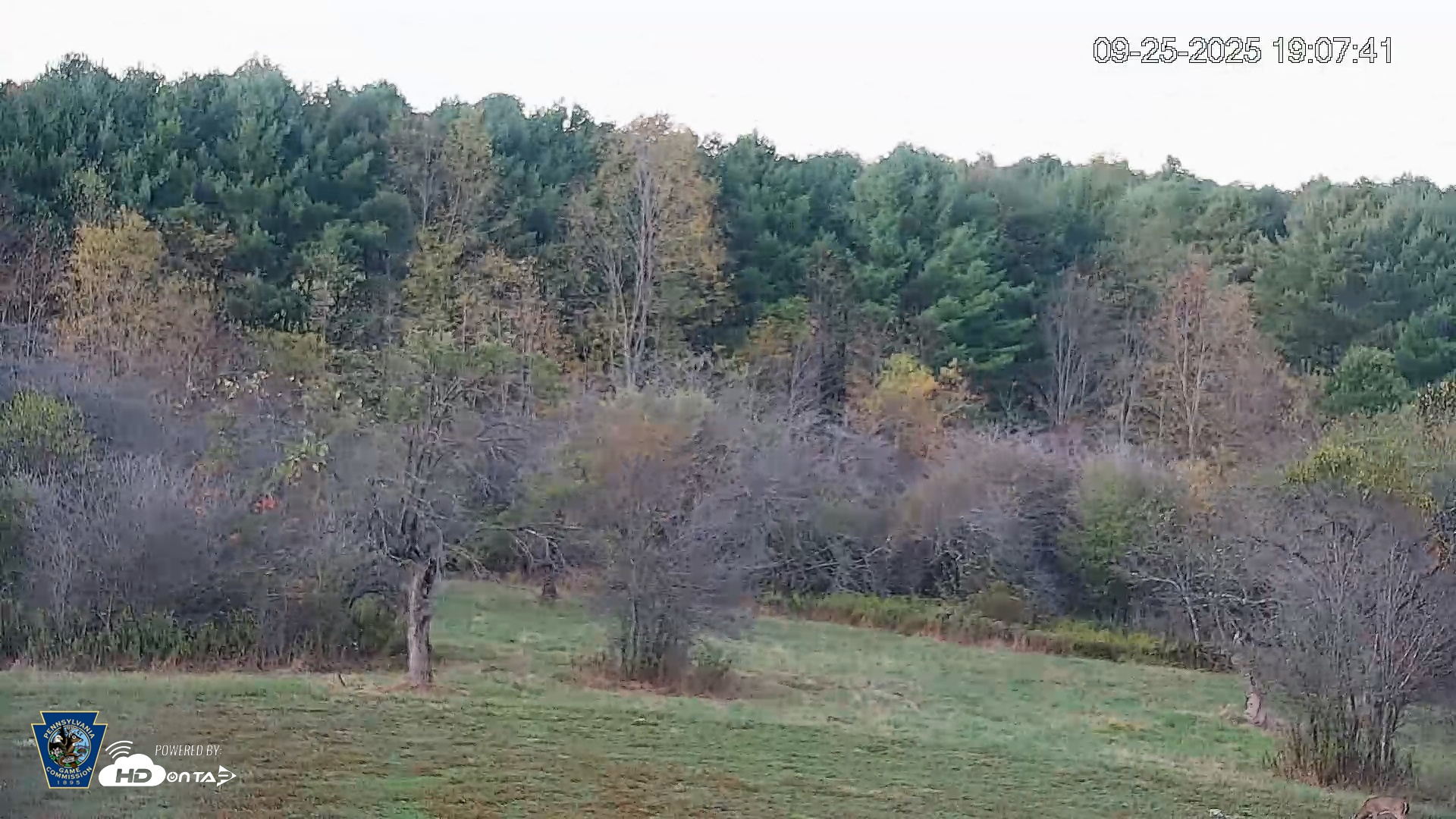 Snapshot of Pennsylvania Elk Live Webcam taken Sep 25, 2025, 7:08pm EDT