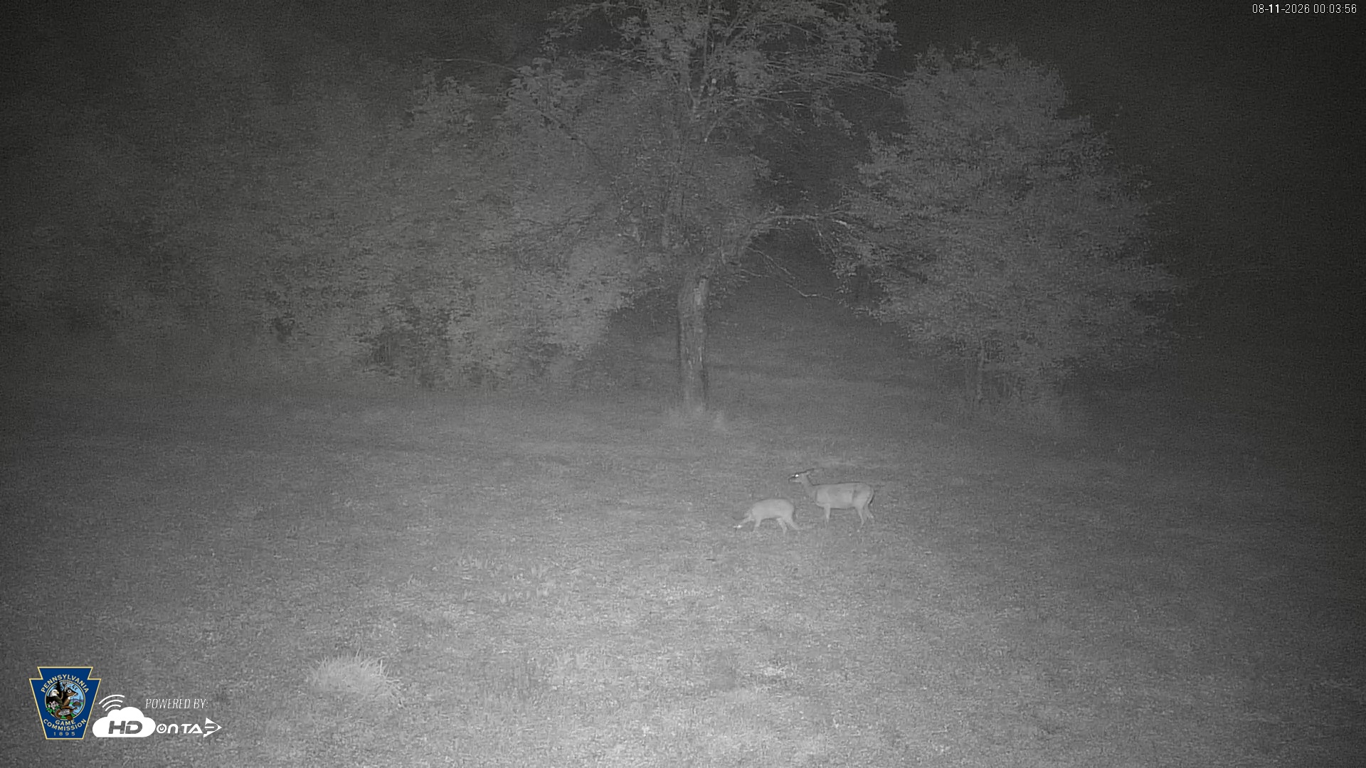 Snapshot of Pennsylvania Elk Live Webcam taken Aug 11, 2026, 12:04am EDT