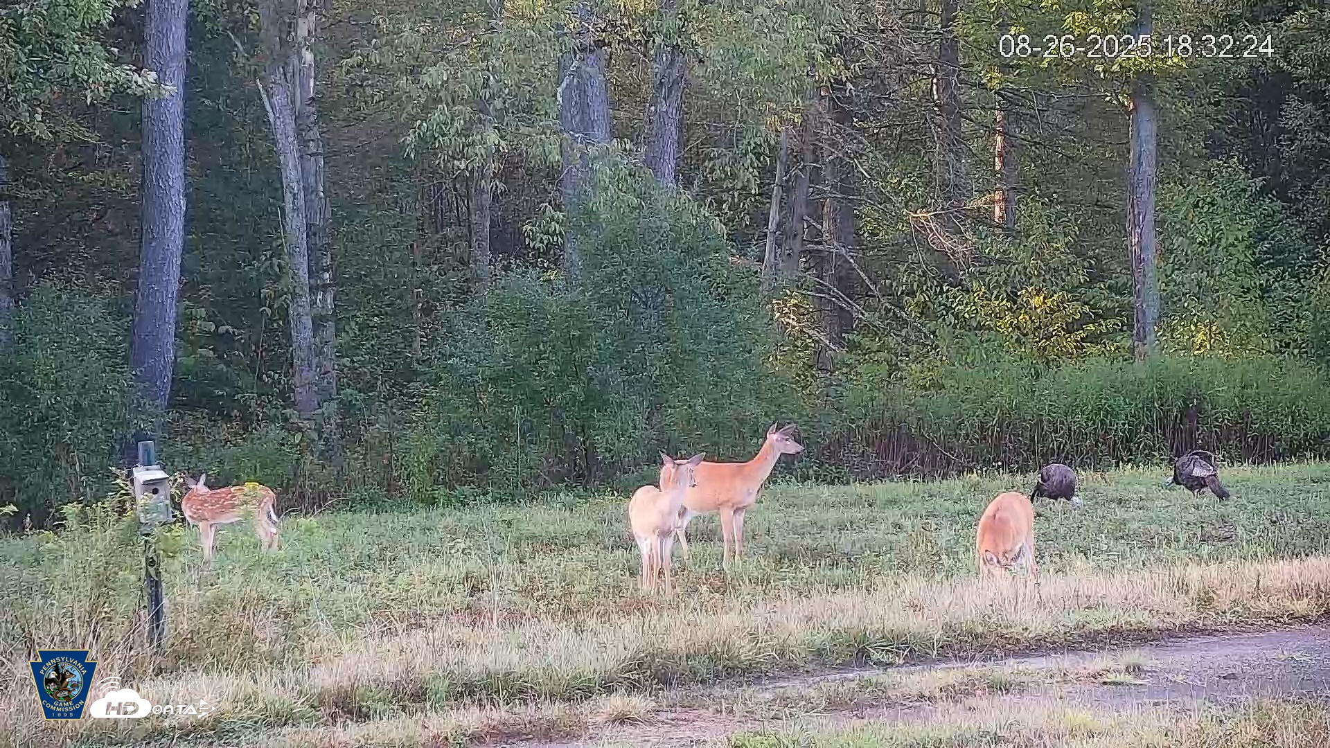 Snapshot of Pennsylvania Elk Live Webcam taken Aug 26, 2025, 6:32pm EDT