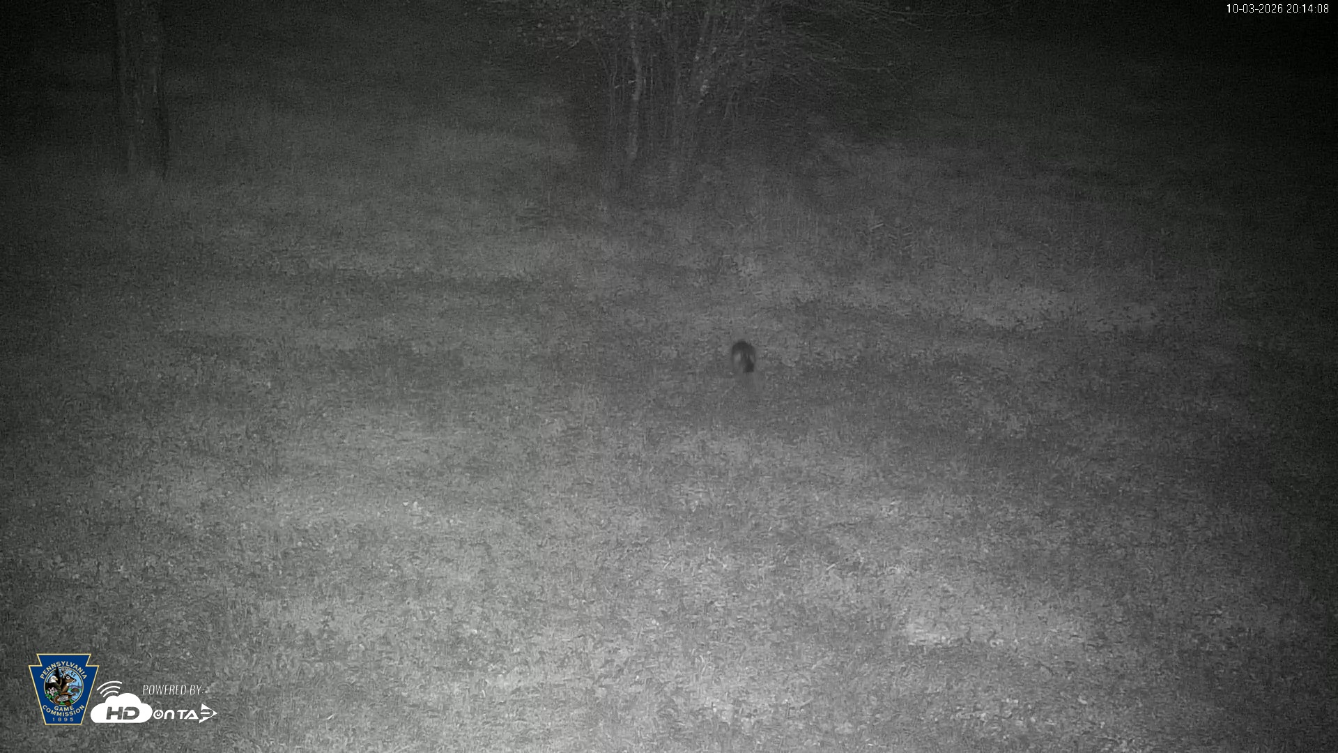 Snapshot of Pennsylvania Elk Live Webcam taken Oct 3, 2026, 8:15pm EDT