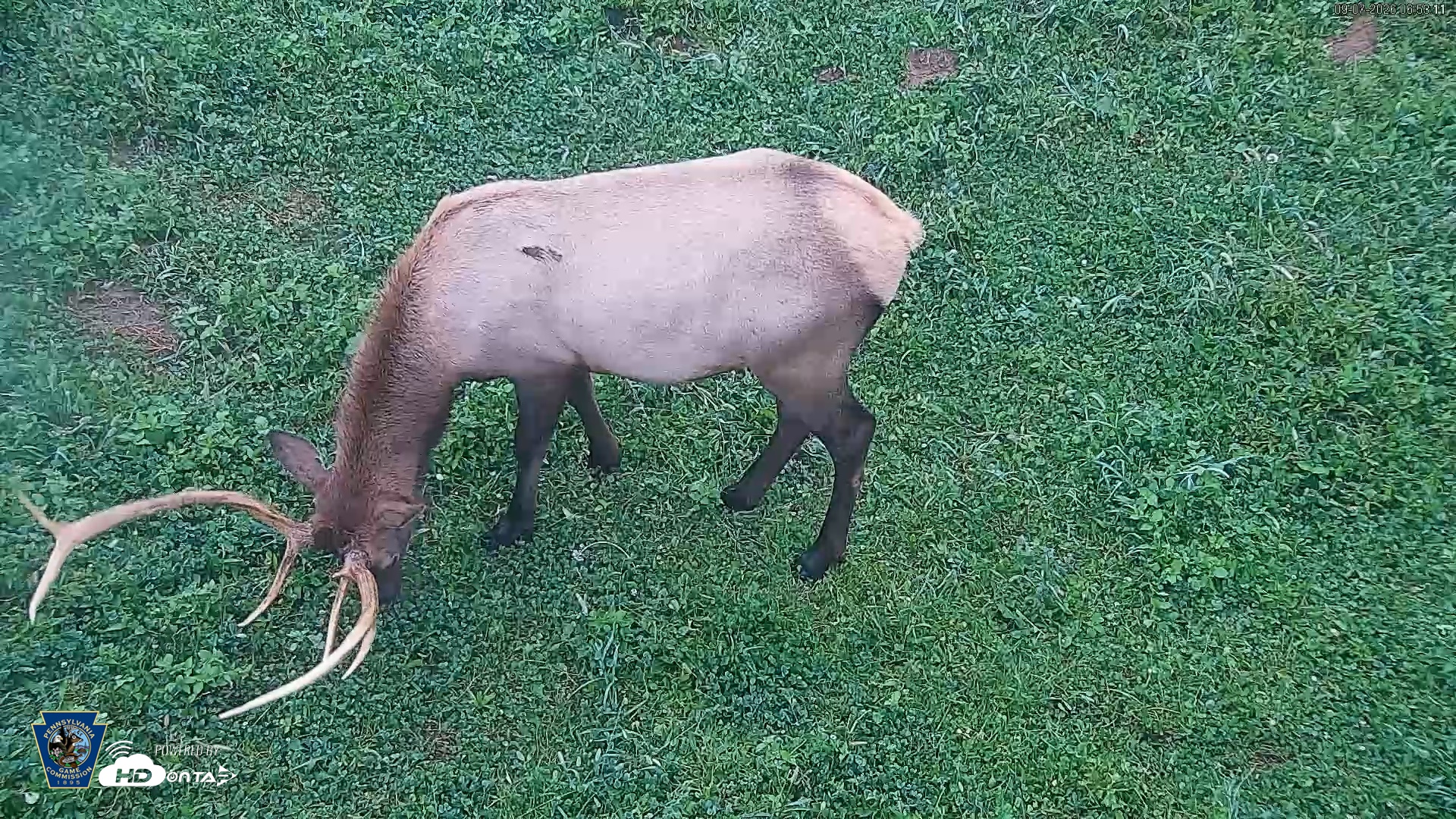 Snapshot of Pennsylvania Elk Live Webcam taken Sep 7, 2026, 6:54am EDT