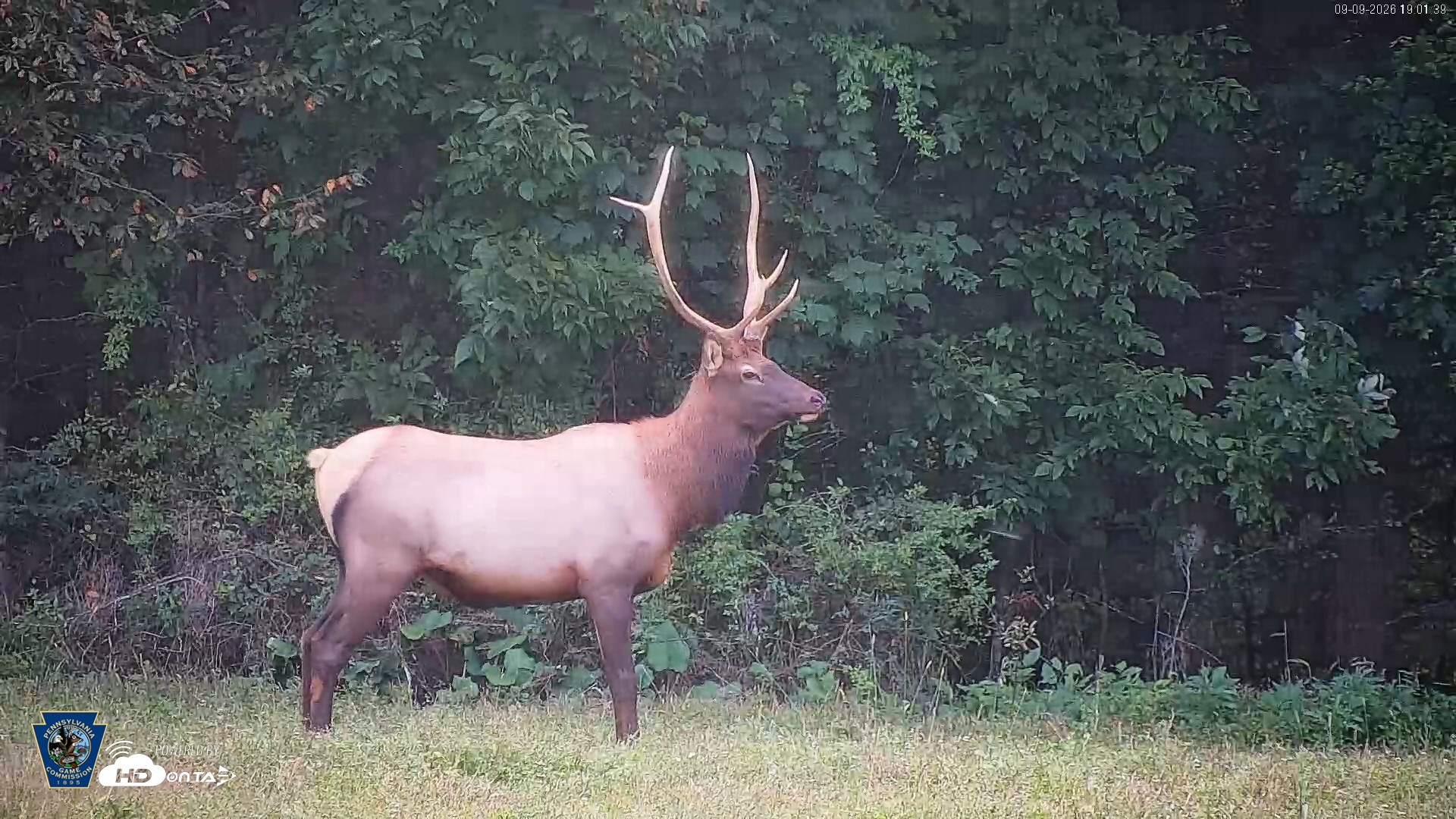 Snapshot of Pennsylvania Elk Live Webcam taken Sep 9, 2026, 7:02pm EDT