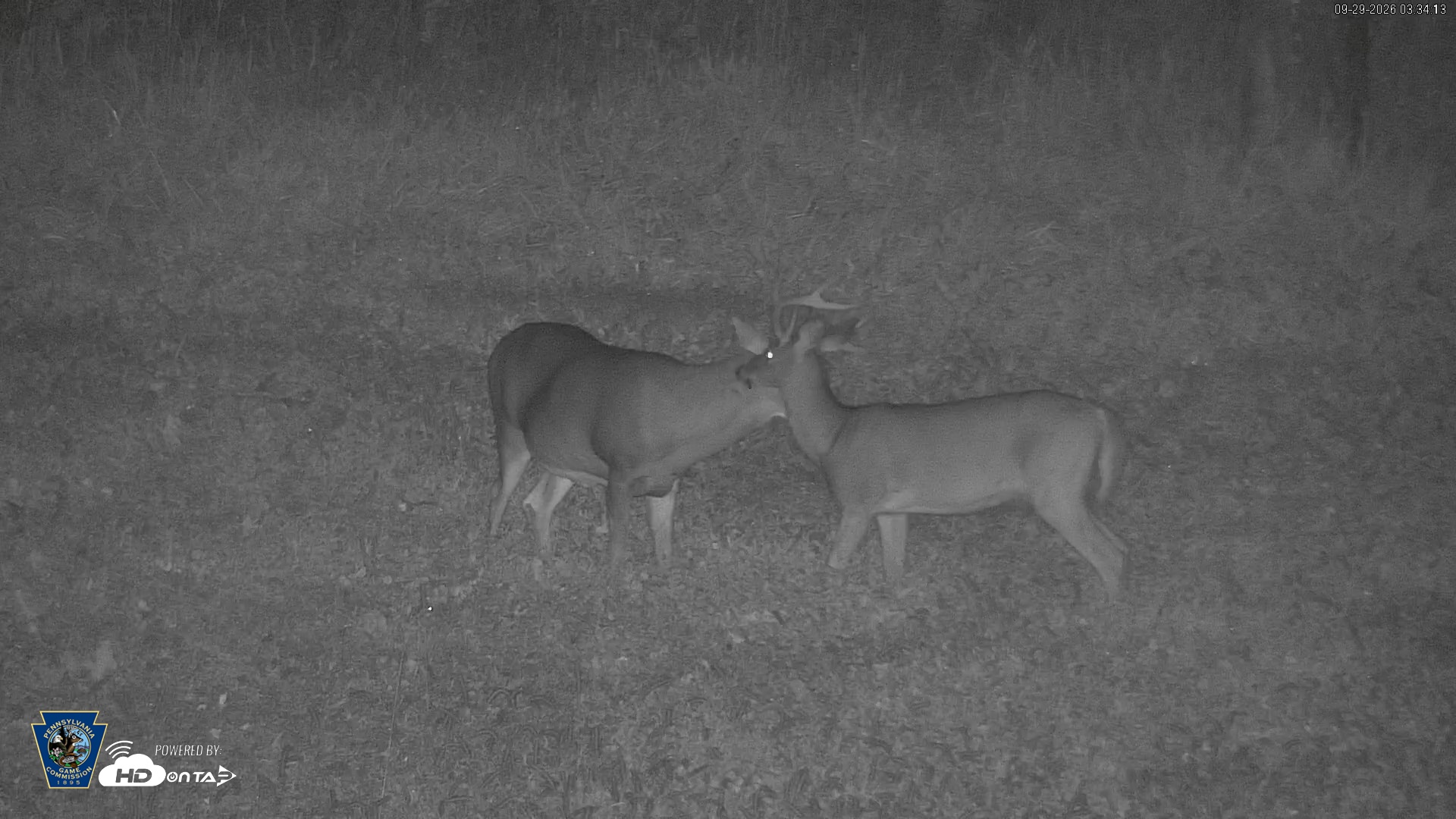 Snapshot of Pennsylvania Elk Live Webcam taken Sep 29, 2026, 3:36am EDT