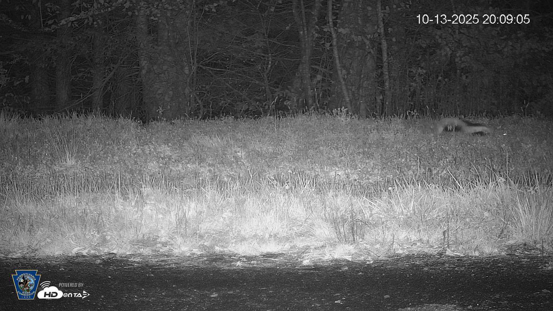 Snapshot of Pennsylvania Elk Live Webcam taken Oct 13, 2025, 8:09pm EDT
