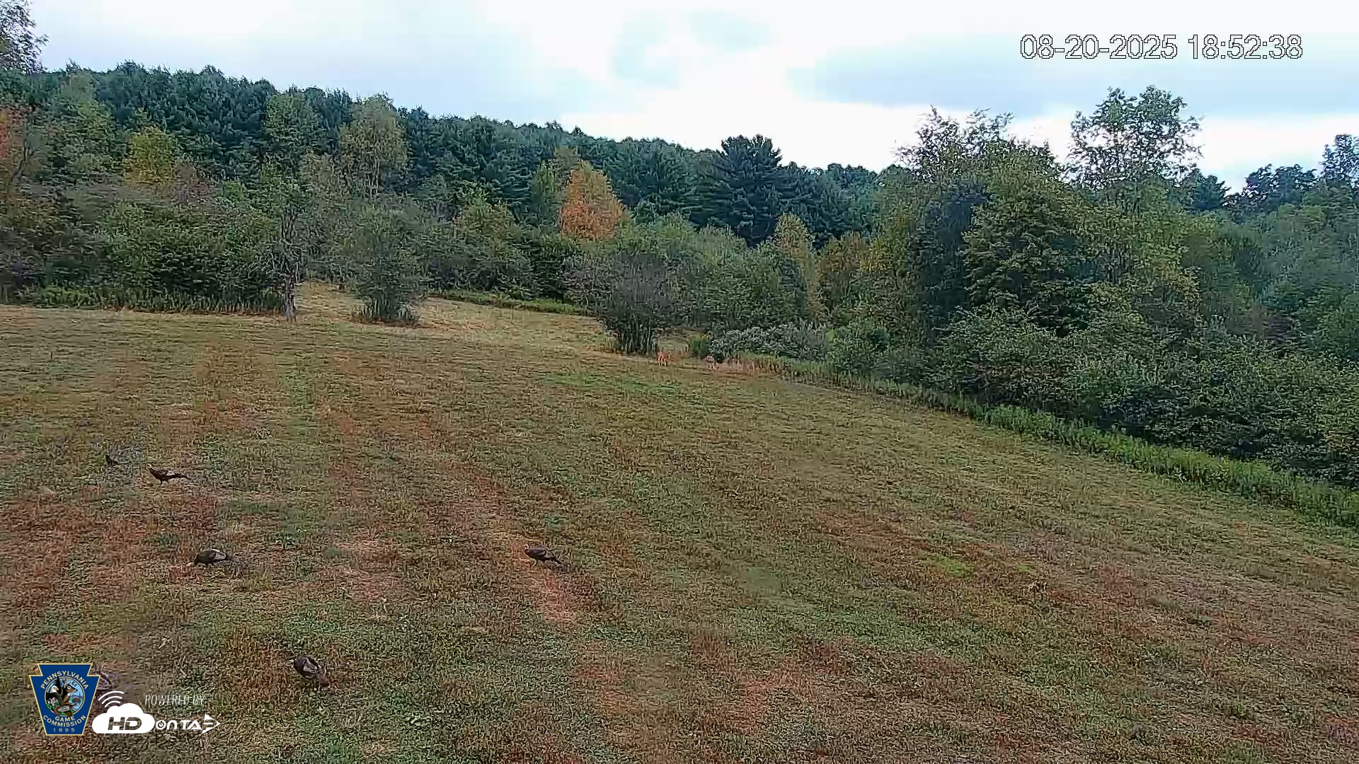 Snapshot of Pennsylvania Elk Live Webcam taken Aug 20, 2025, 6:53pm EDT