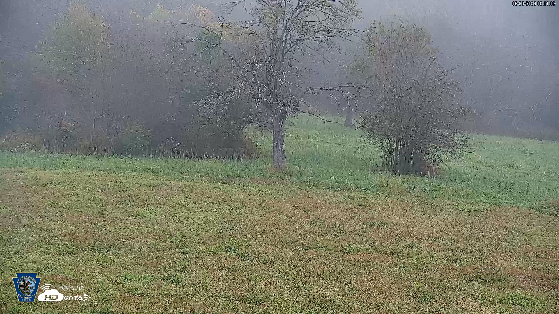 Snapshot of Pennsylvania Elk Live Webcam taken Sep 30, 2026, 9:04am EDT