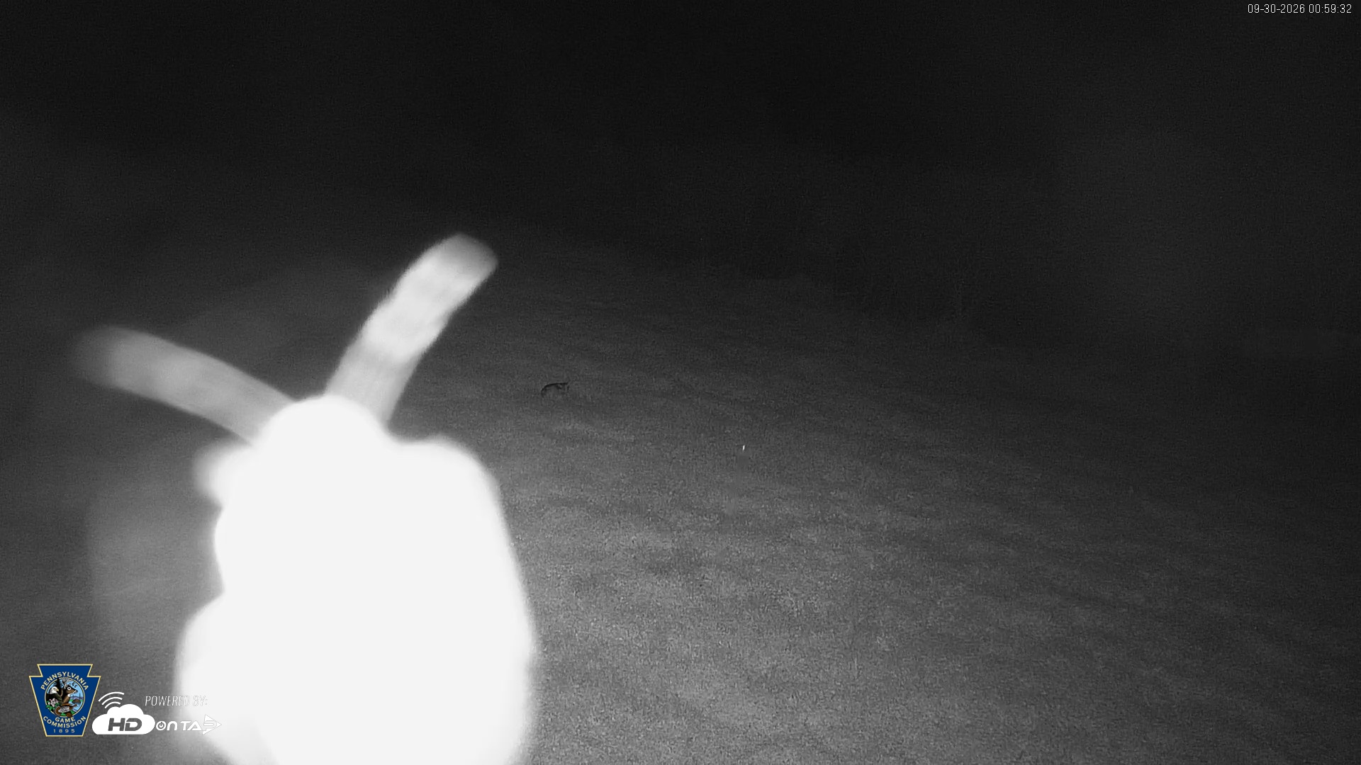 Snapshot of Pennsylvania Elk Live Webcam taken Sep 30, 2026, 1:00am EDT
