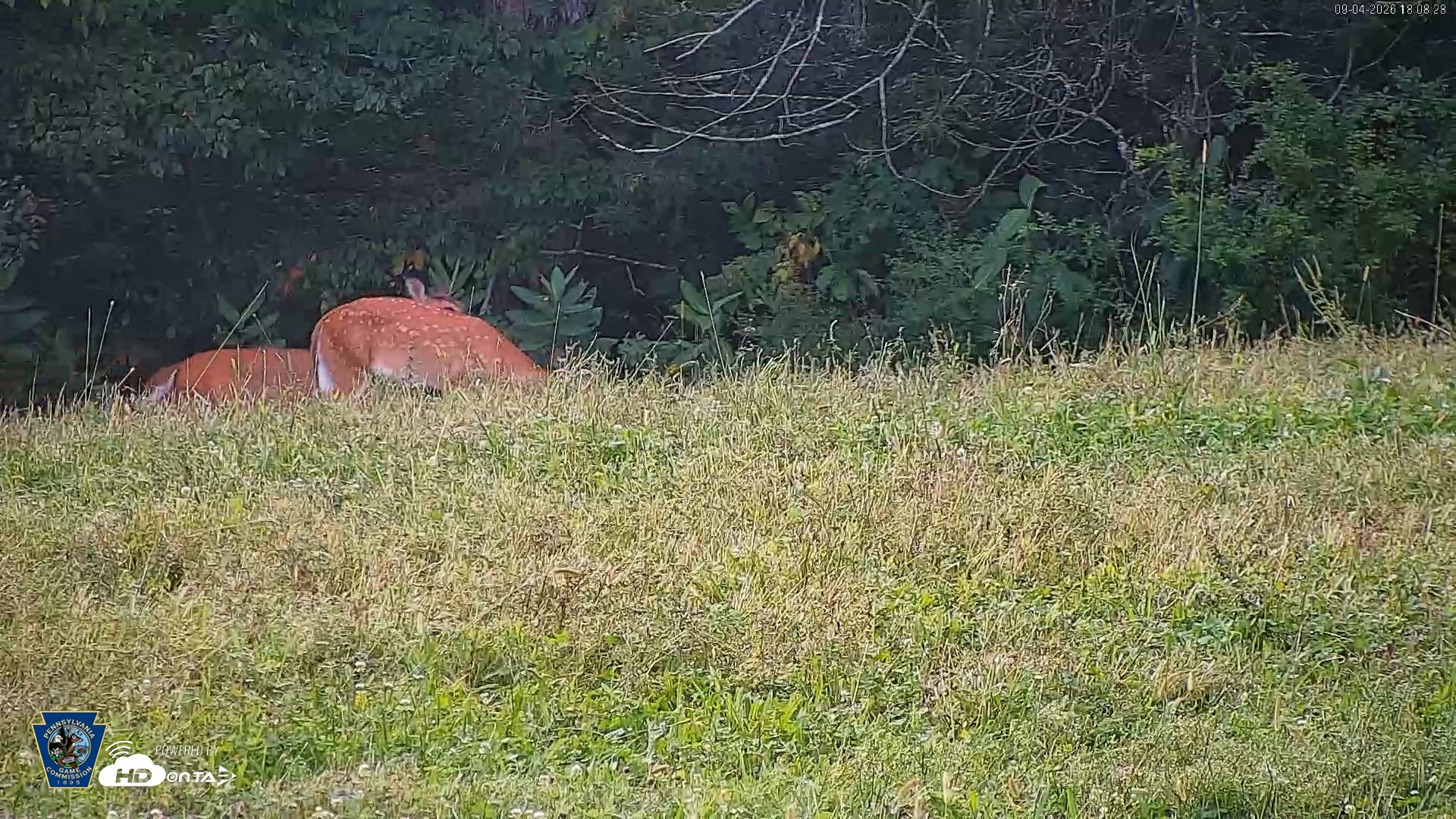 Snapshot of Pennsylvania Elk Live Webcam taken Sep 4, 2026, 6:09pm EDT