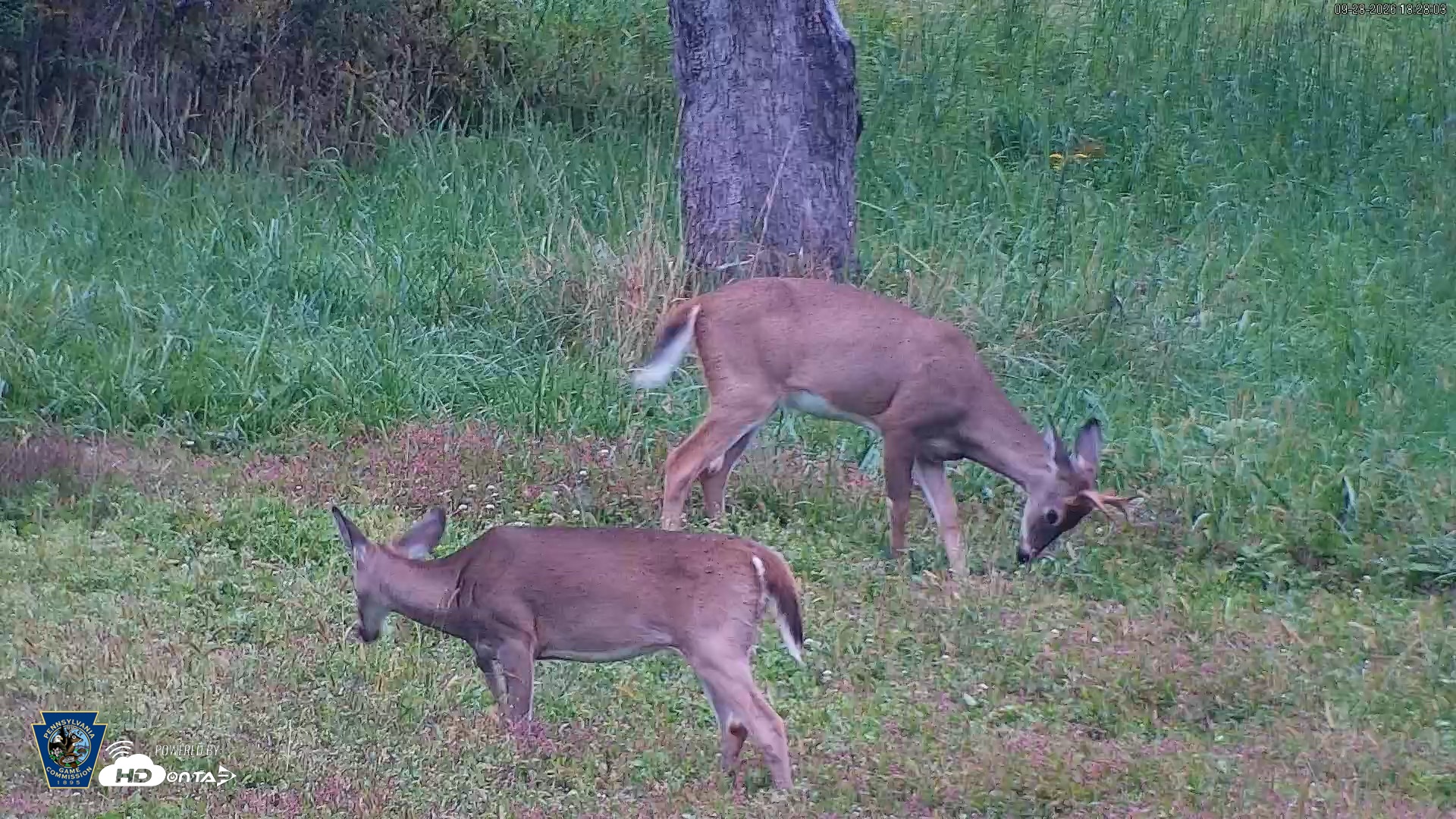 Snapshot of Pennsylvania Elk Live Webcam taken Sep 28, 2026, 6:29pm EDT