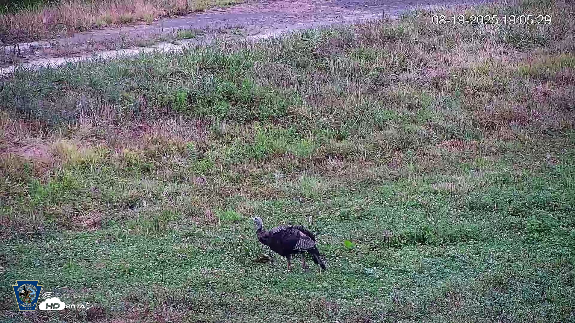 Snapshot of Pennsylvania Elk Live Webcam taken Aug 19, 2025, 7:06pm EDT