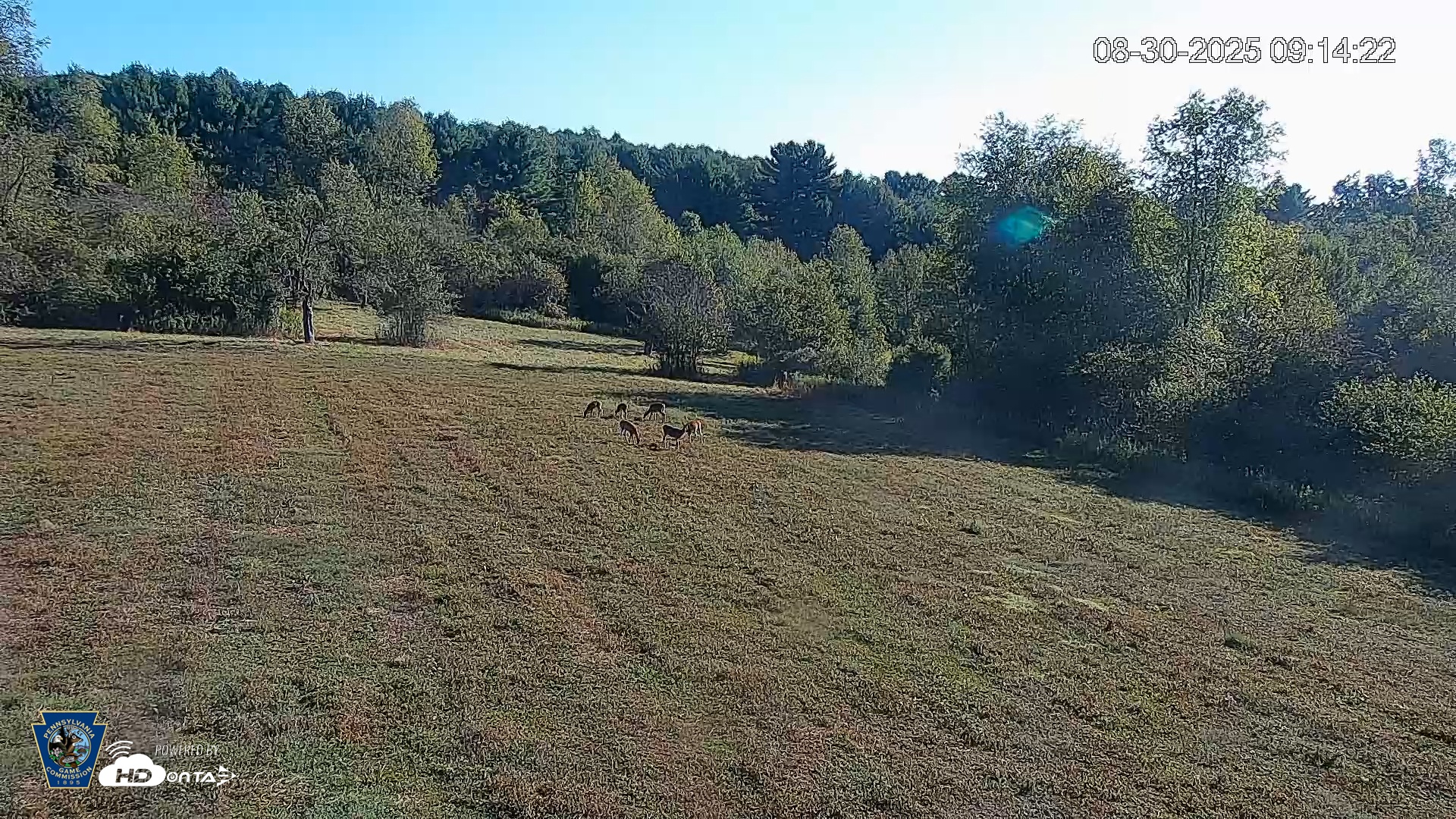 Snapshot of Pennsylvania Elk Live Webcam taken Aug 30, 2025, 9:15am EDT