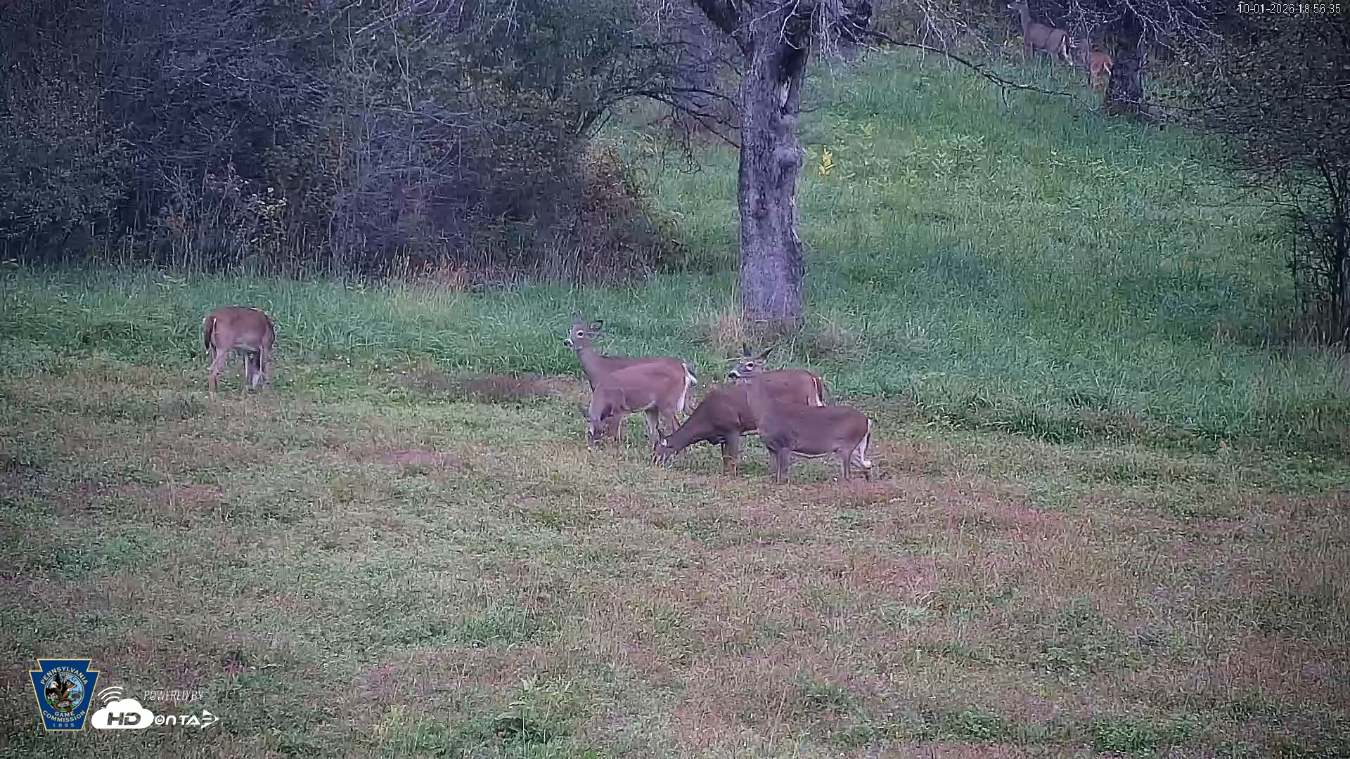 Snapshot of Pennsylvania Elk Live Webcam taken Oct 1, 2026, 6:57pm EDT