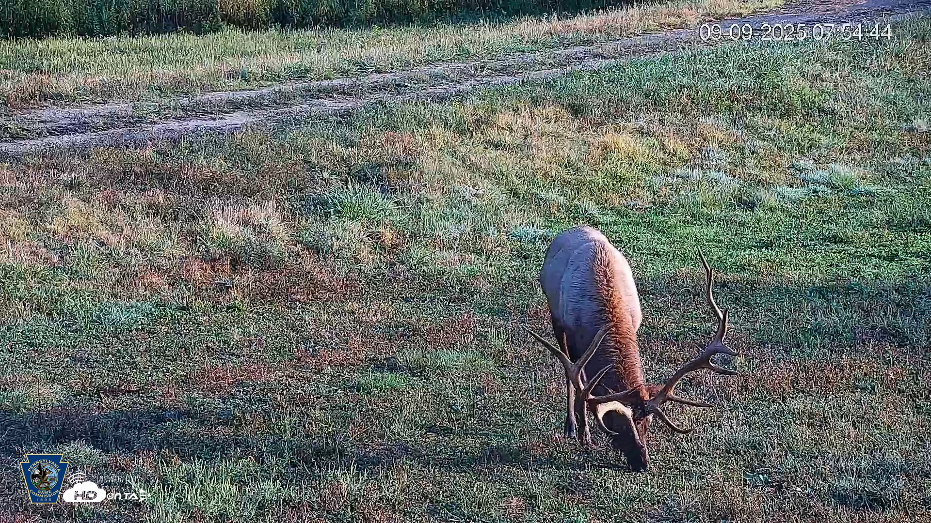 Snapshot of Pennsylvania Elk Live Webcam taken Sep 9, 2025, 7:55am EDT