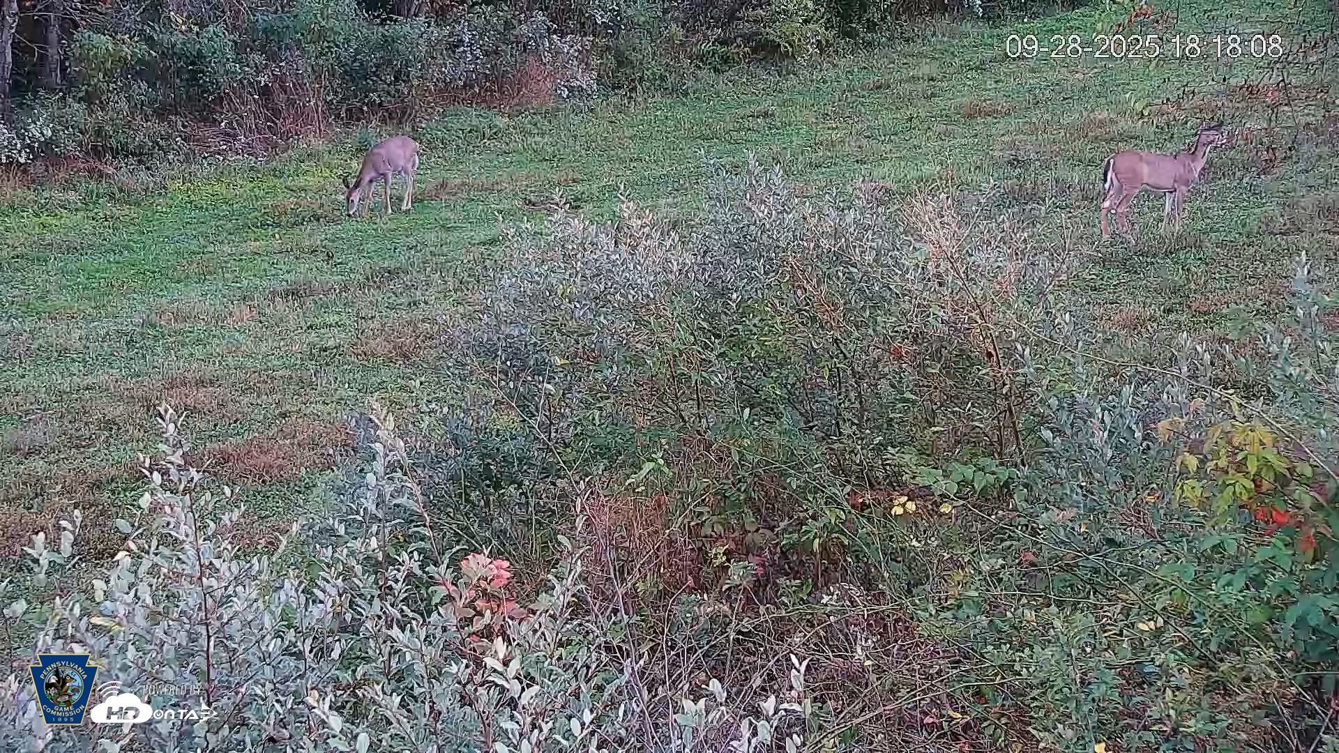 Snapshot of Pennsylvania Elk Live Webcam taken Sep 28, 2025, 6:18pm EDT