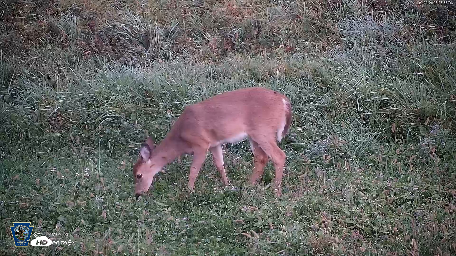 Snapshot of Pennsylvania Elk Live Webcam taken Sep 30, 2026, 6:56am EDT