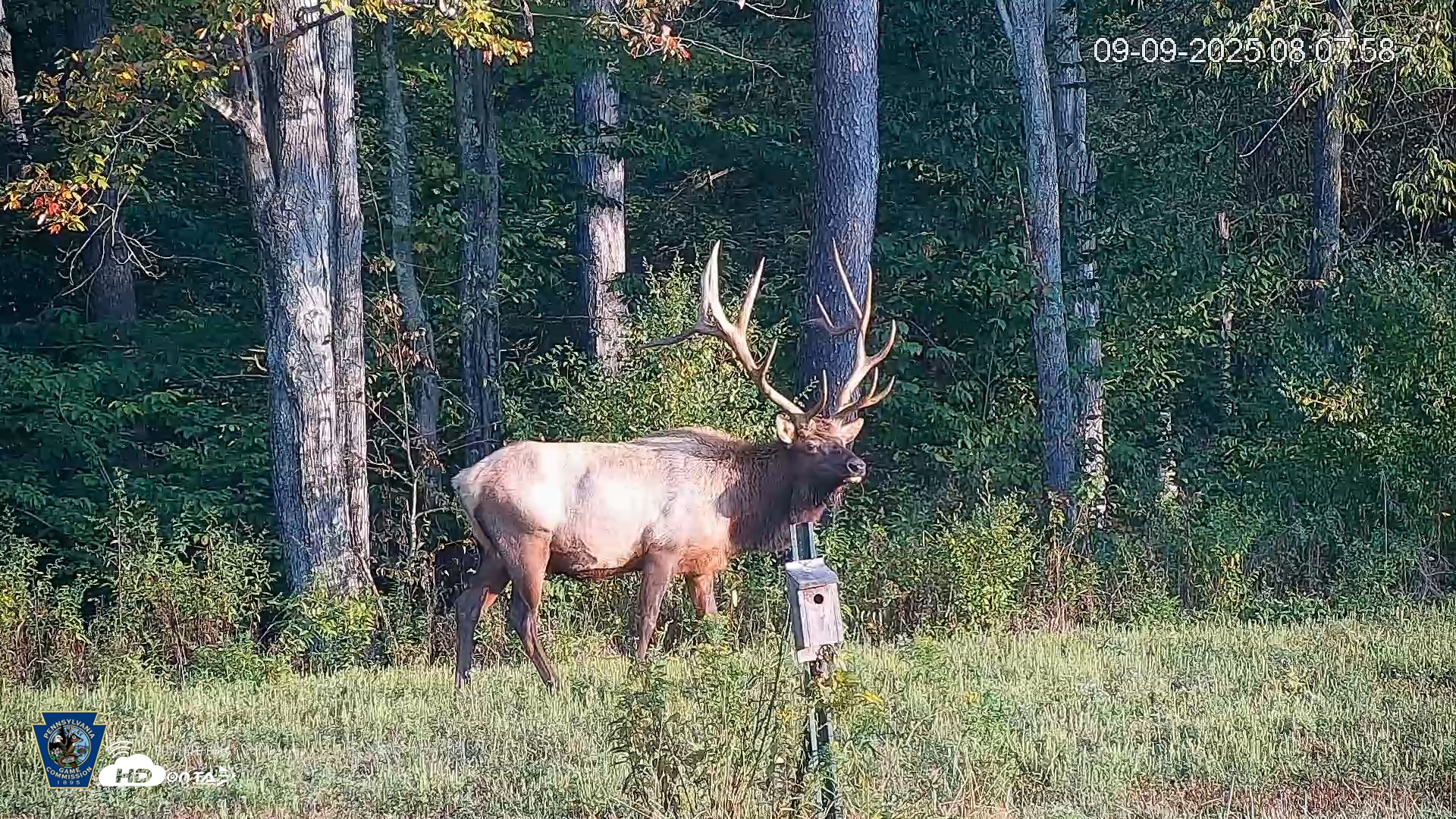 Snapshot of Pennsylvania Elk Live Webcam taken Sep 9, 2025, 8:08am EDT