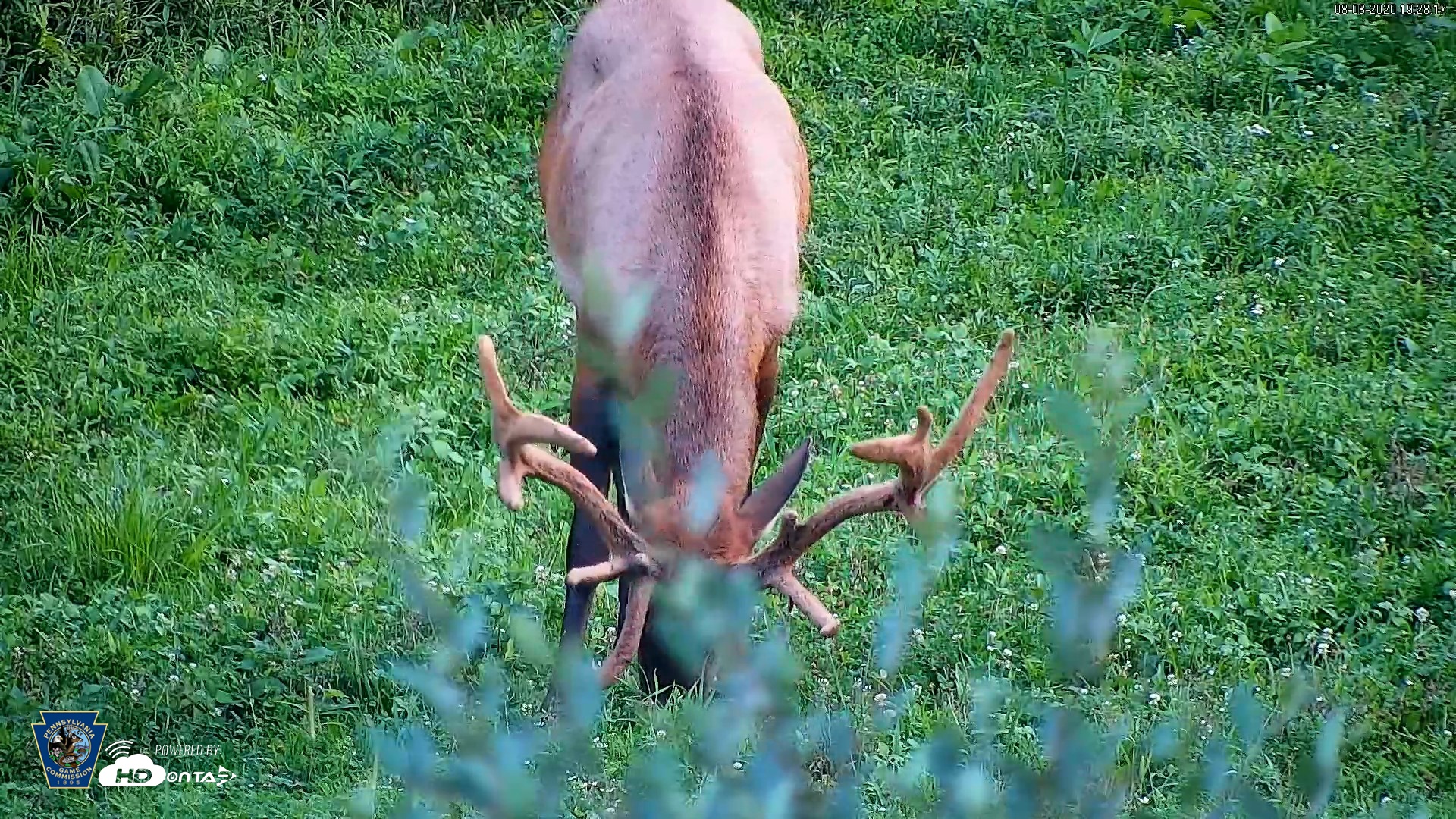 Snapshot of Pennsylvania Elk Live Webcam taken Aug 8, 2026, 7:29pm EDT