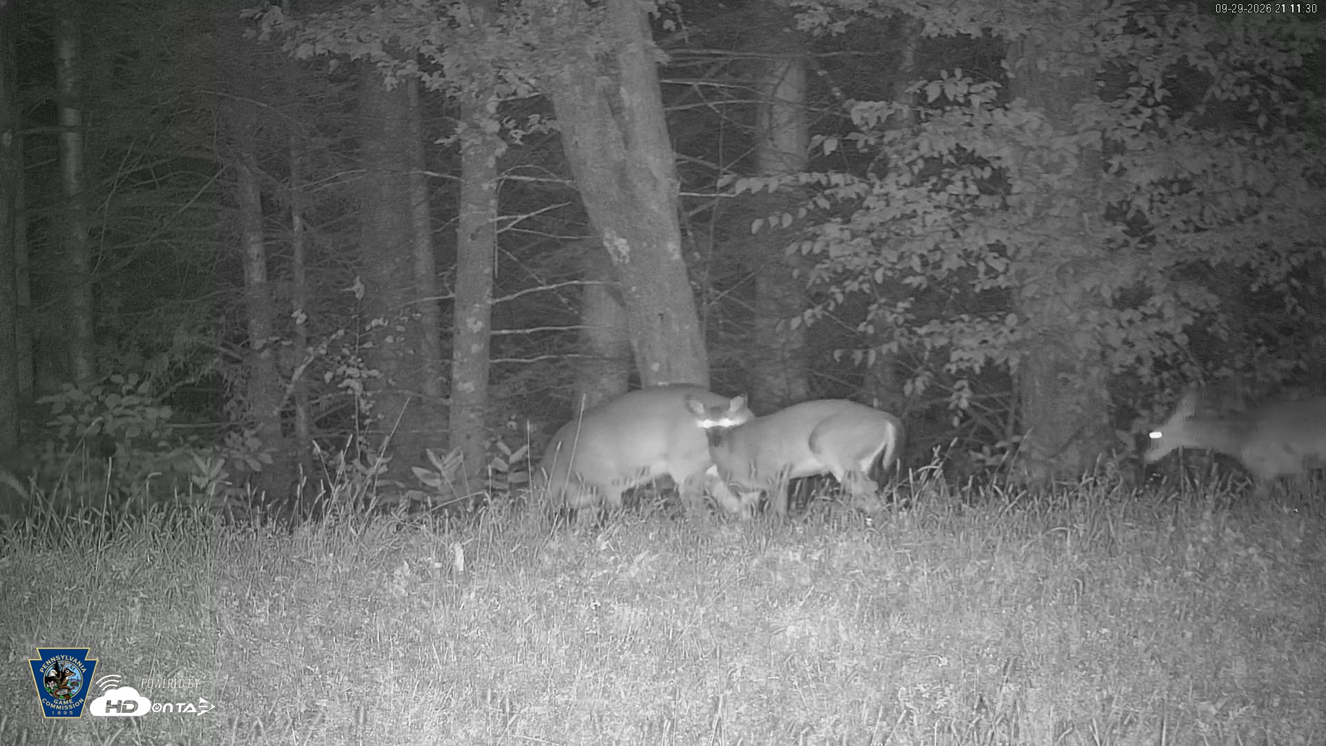 Snapshot of Pennsylvania Elk Live Webcam taken Sep 29, 2026, 9:12pm EDT