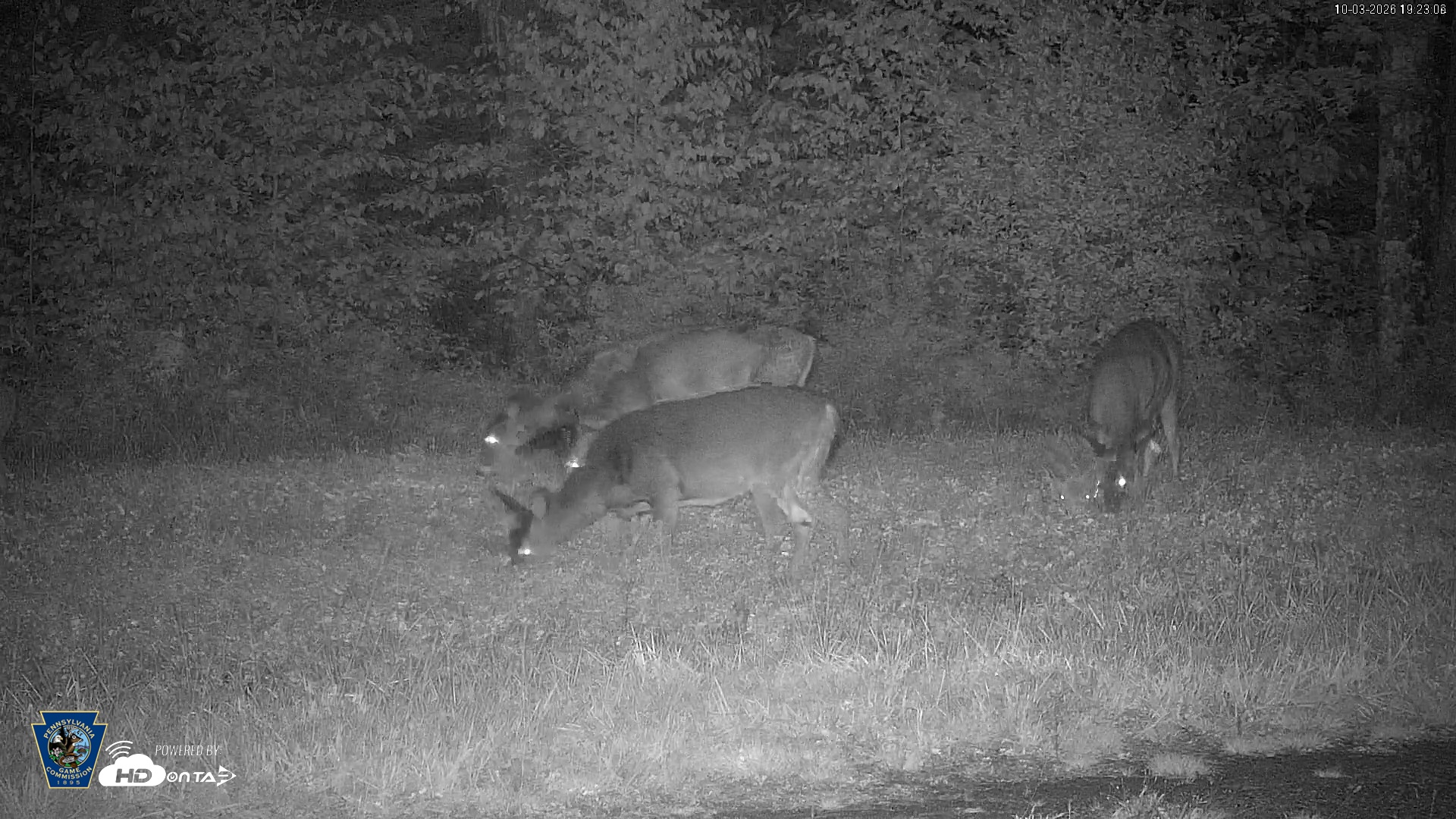 Snapshot of Pennsylvania Elk Live Webcam taken Oct 3, 2026, 7:24pm EDT