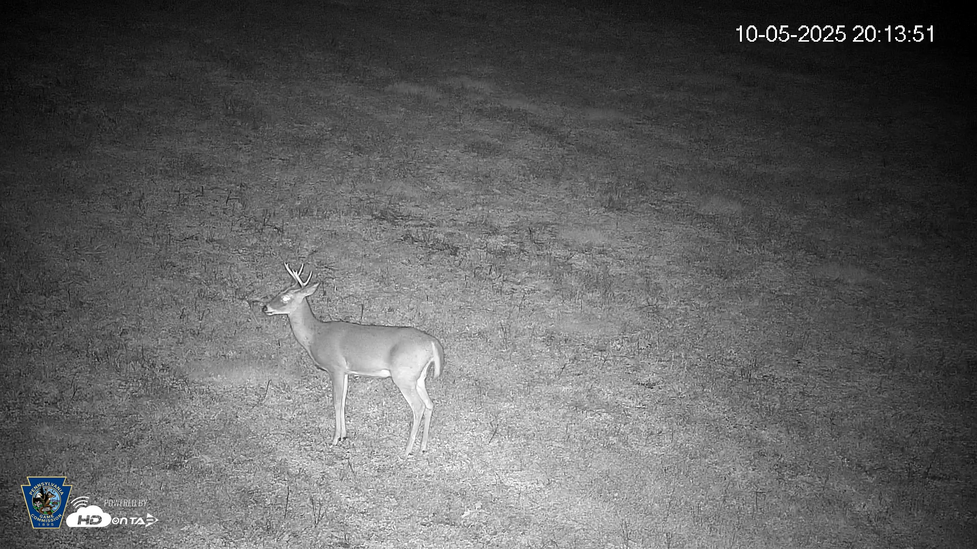 Snapshot of Pennsylvania Elk Live Webcam taken Oct 5, 2025, 8:14pm EDT