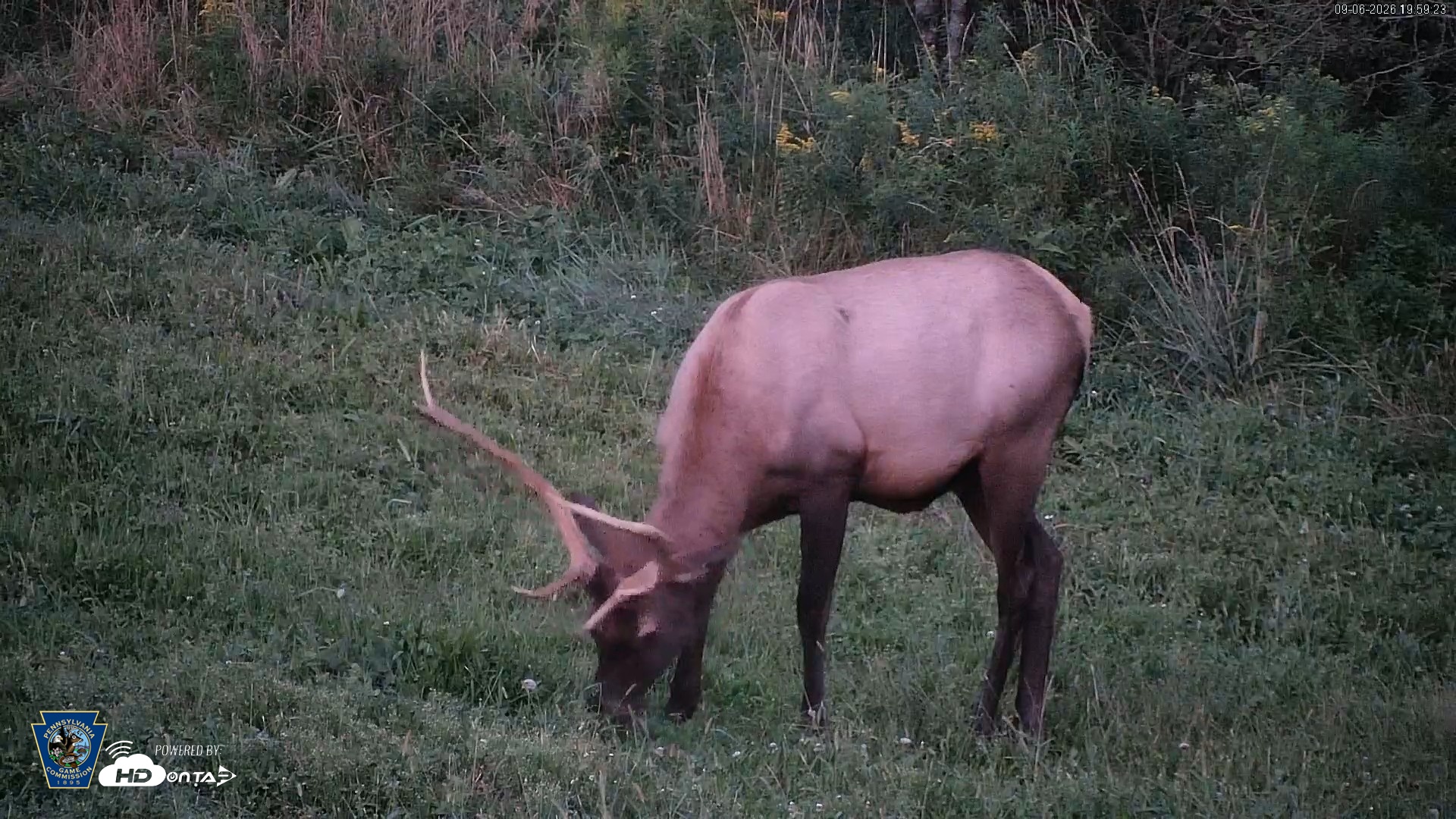 Snapshot of Pennsylvania Elk Live Webcam taken Sep 6, 2026, 8:00pm EDT