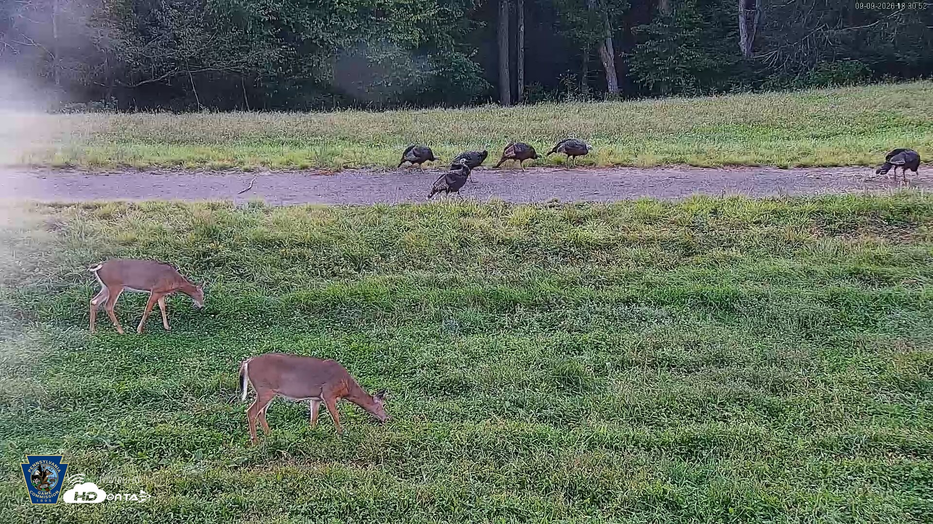 Snapshot of Pennsylvania Elk Live Webcam taken Sep 9, 2026, 6:31pm EDT