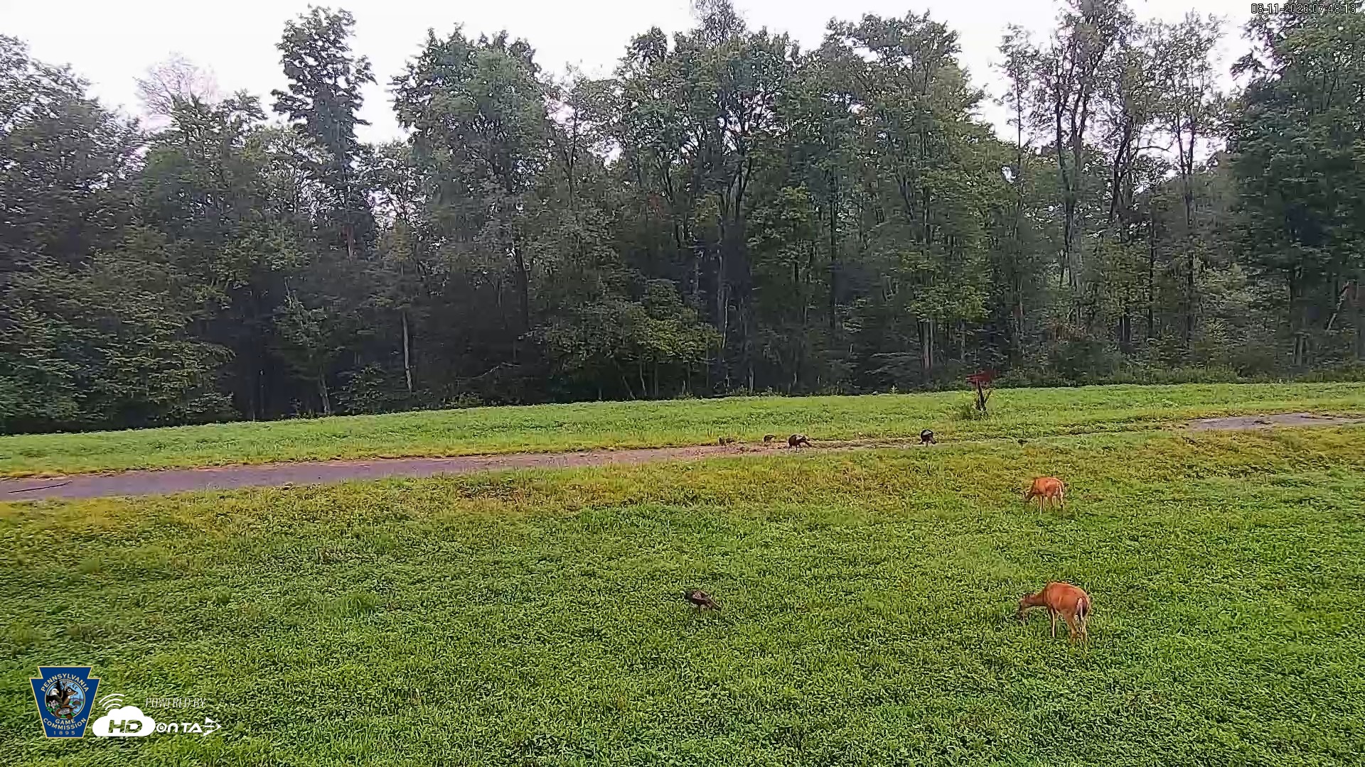 Snapshot of Pennsylvania Elk Live Webcam taken Aug 11, 2026, 7:49am EDT
