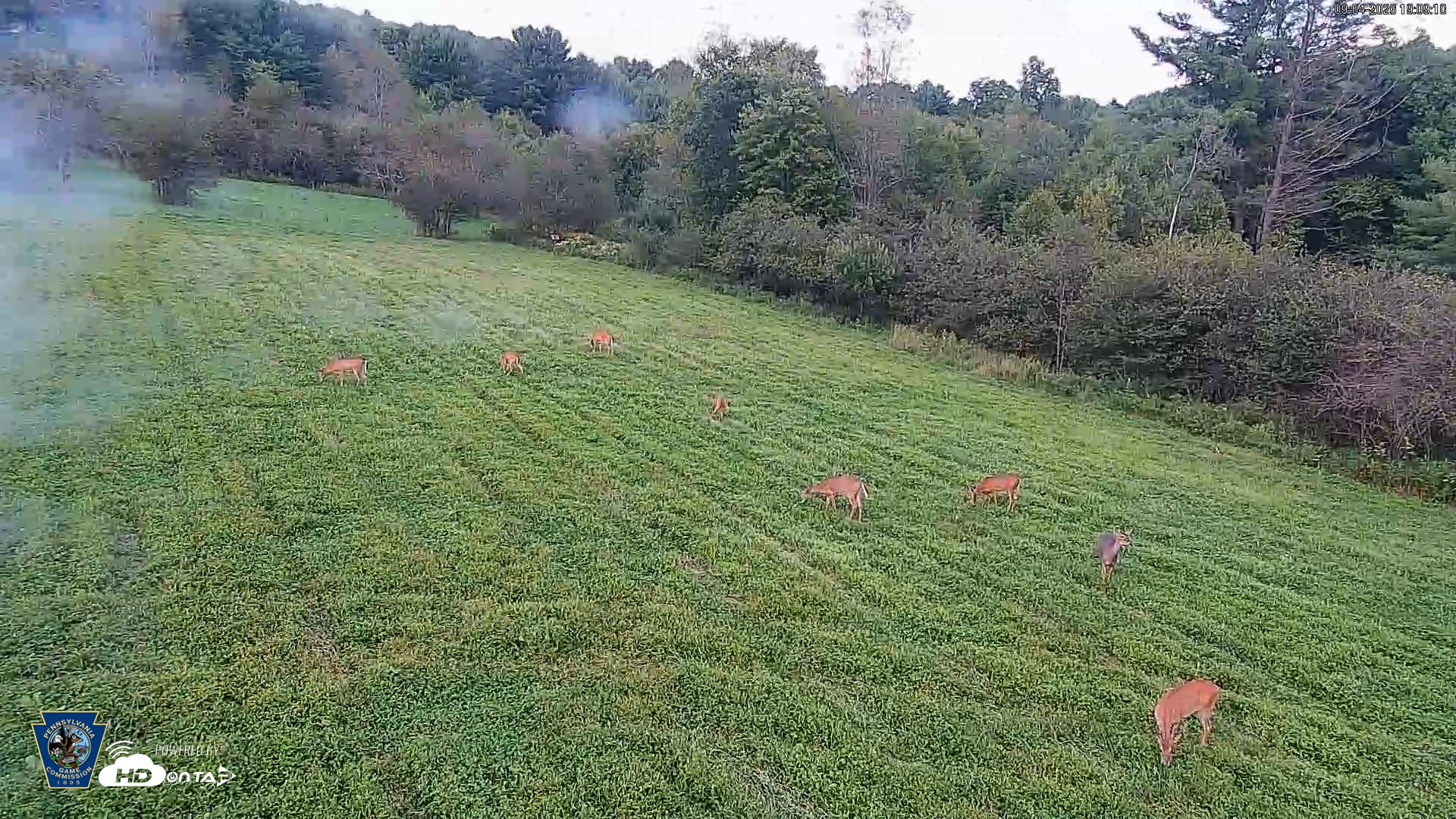 Snapshot of Pennsylvania Elk Live Webcam taken Sep 4, 2026, 7:10pm EDT