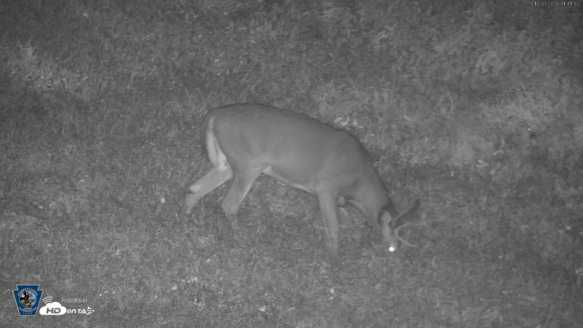 Snapshot of Pennsylvania Elk Live Webcam taken Oct 3, 2026, 1:42am EDT