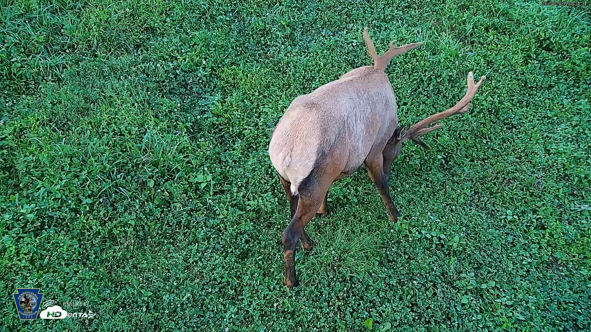 Snapshot of Pennsylvania Elk Live Webcam taken Aug 4, 2026, 8:22pm EDT