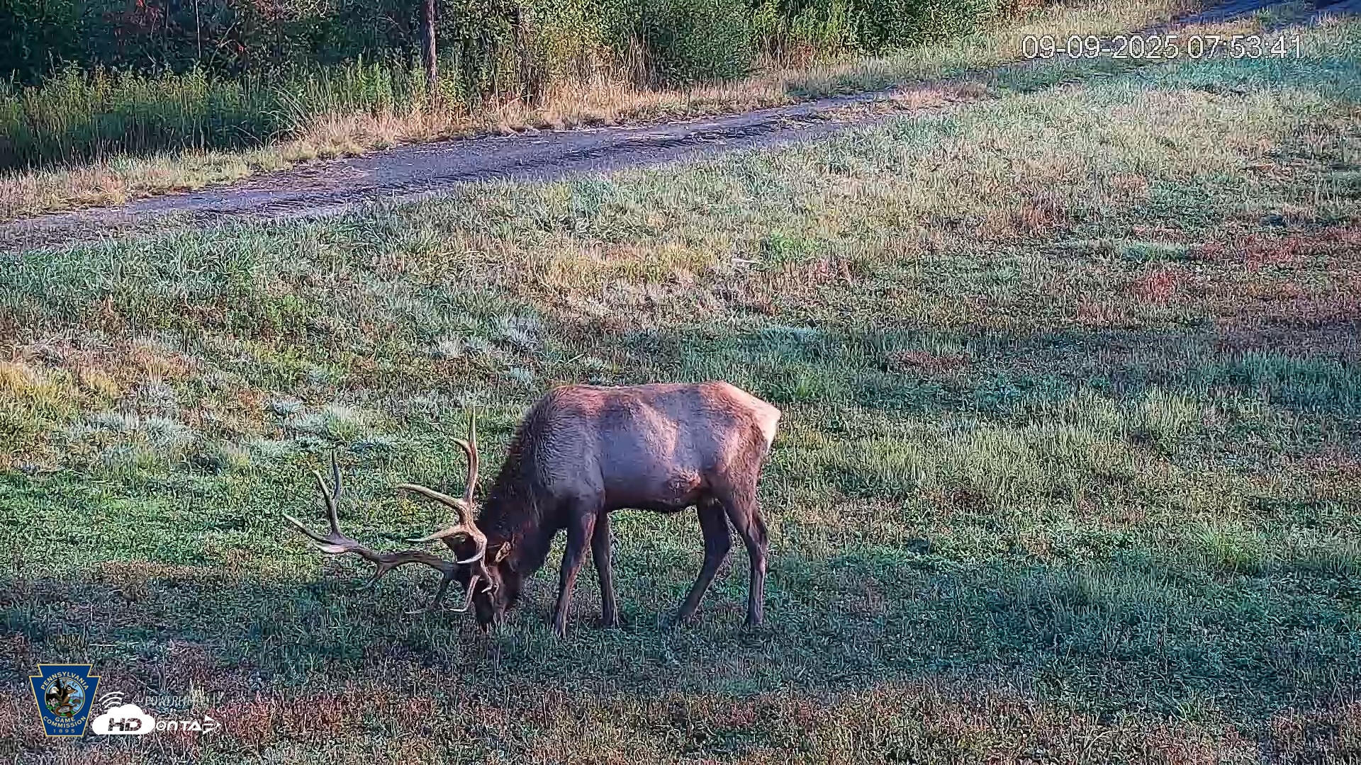 Snapshot of Pennsylvania Elk Live Webcam taken Sep 9, 2025, 7:55am EDT